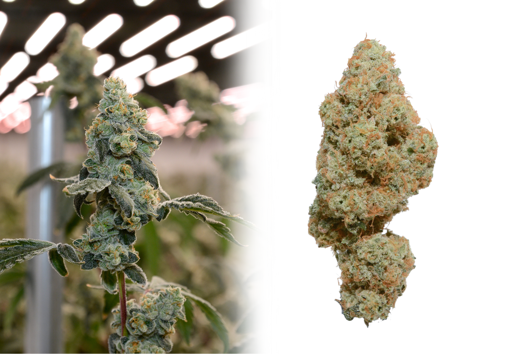  Melon OZ  
  OZ Kush x Magic Melon  
Sativa leaning hybrid with a gassy, floral, melon nose and a sugar melon, fruit, gas flavor.