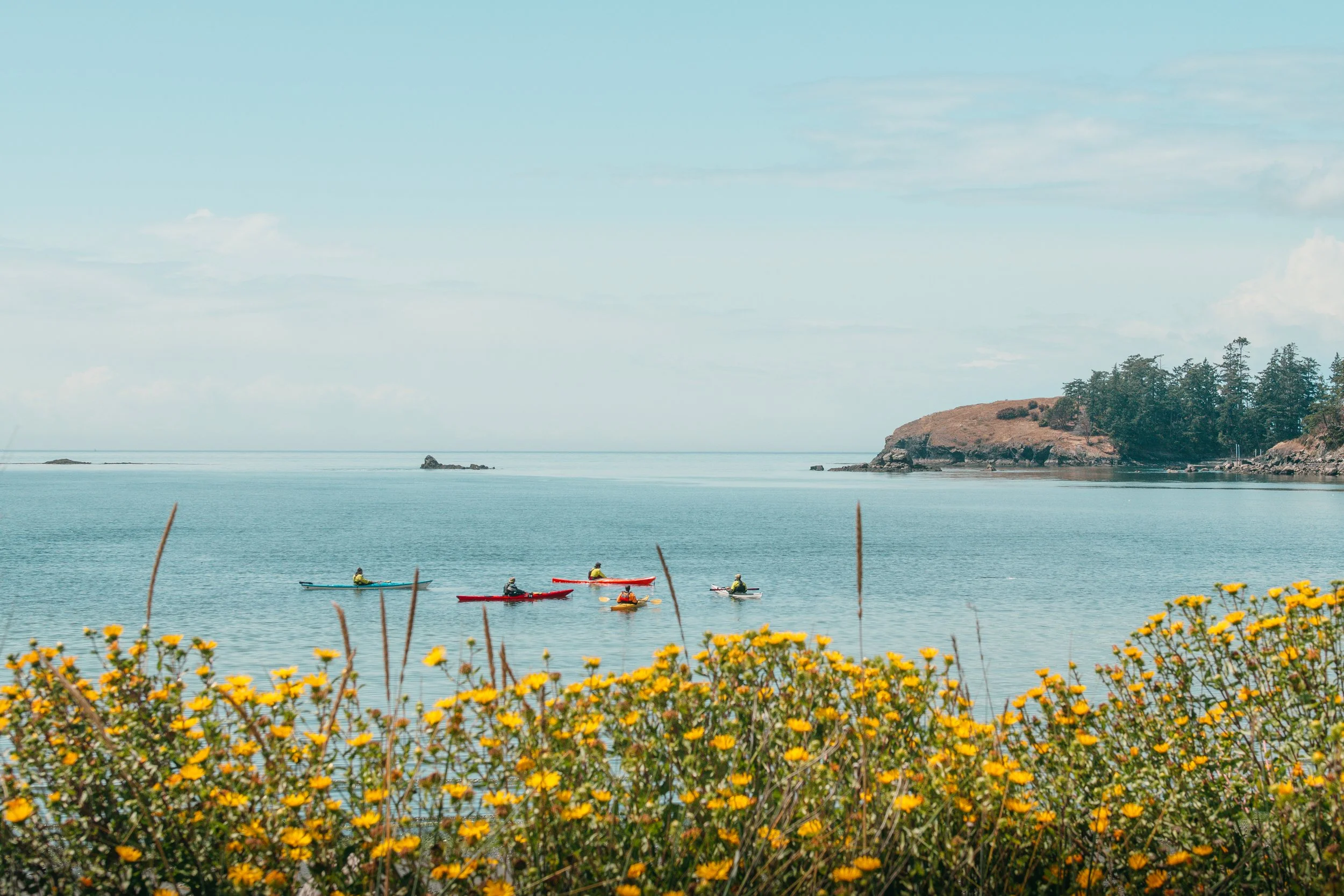 Travel experience photography- A serene body of water near whidbey island with a group of kayakers paddling near an island with trees, under a partly cloudy sky, with yellow flowers in the foreground.