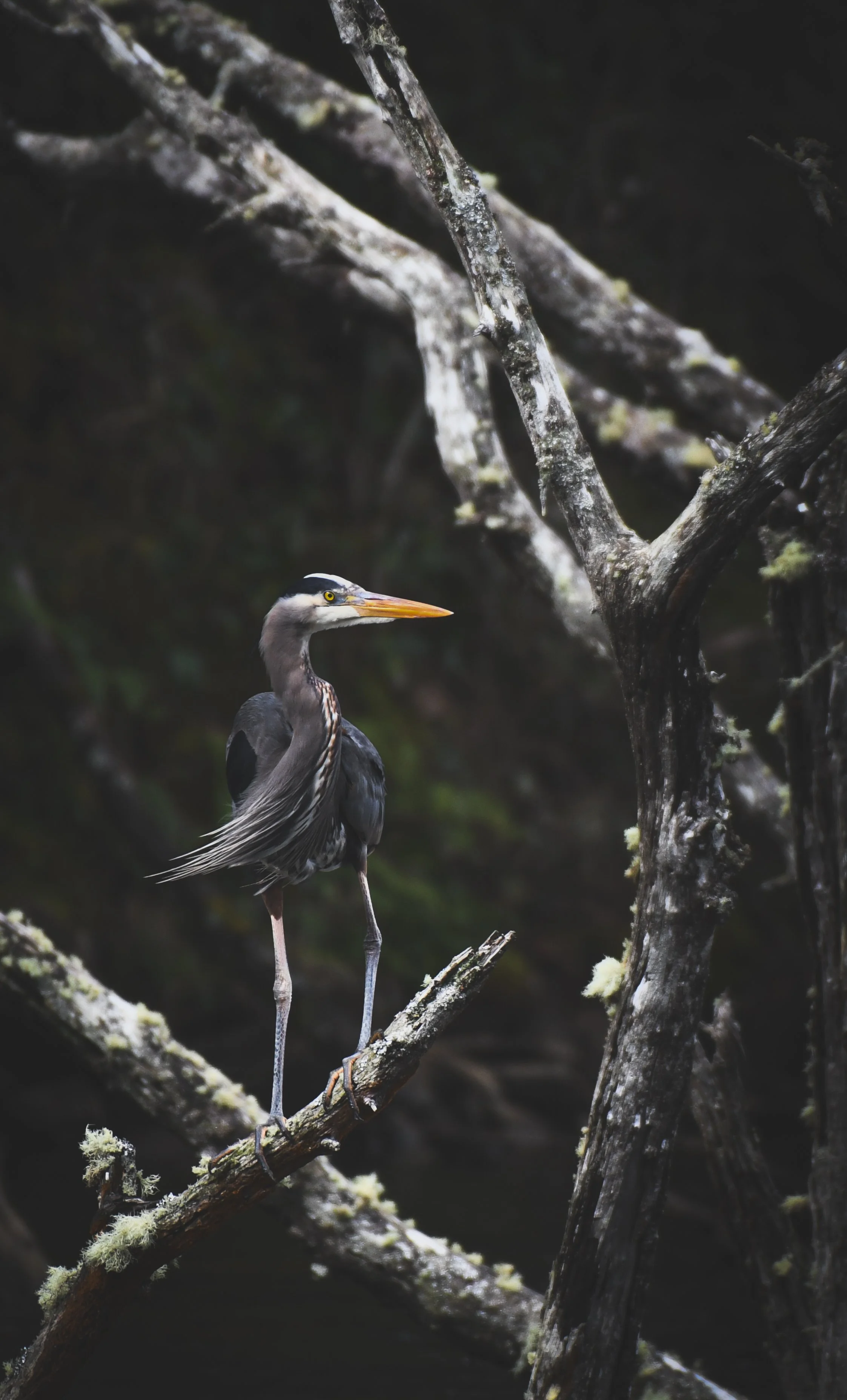 A heron standing on a tree branch in a dark, forested area.