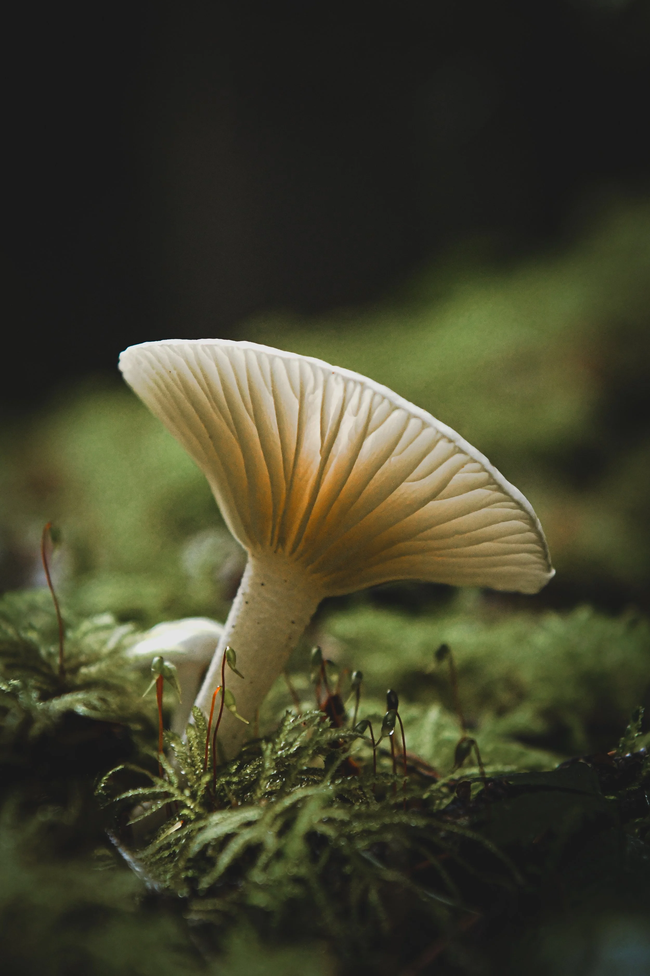 Close-up of a small white mushroom growing on moss in a dark forest.