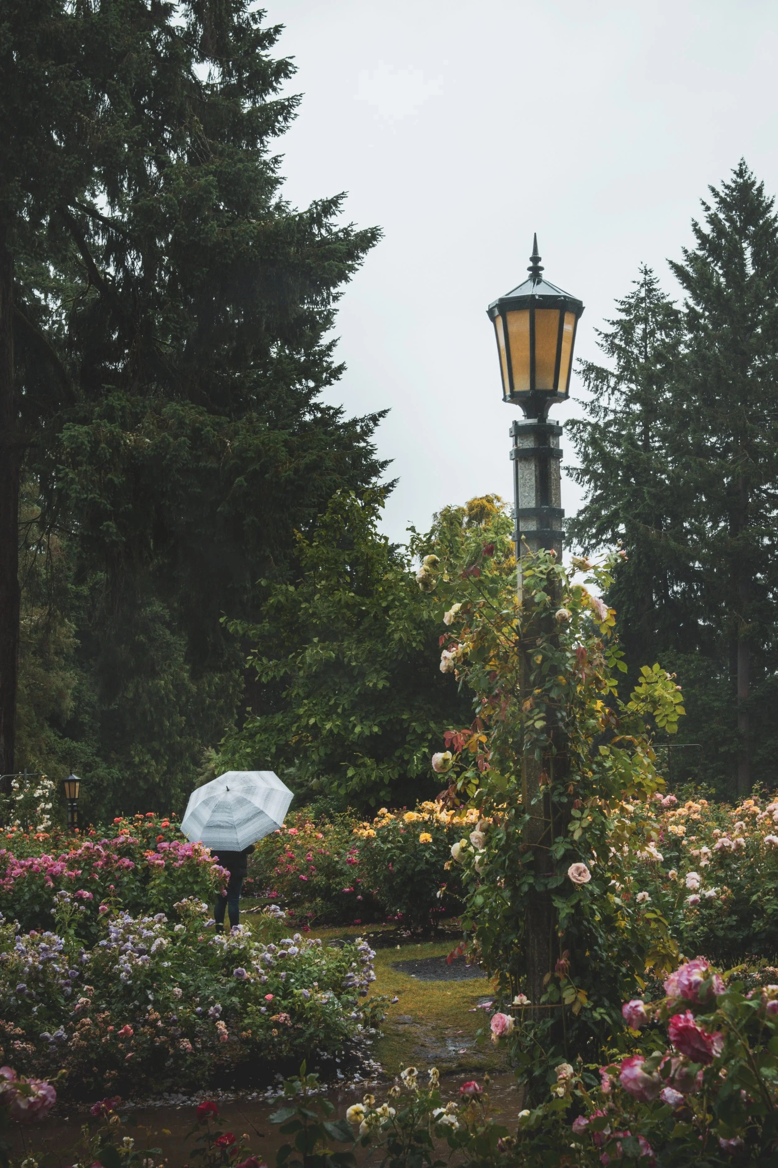 A person with an umbrella walking through the Portland Rose Garden, with large trees and a vintage streetlamp on a rainy day.