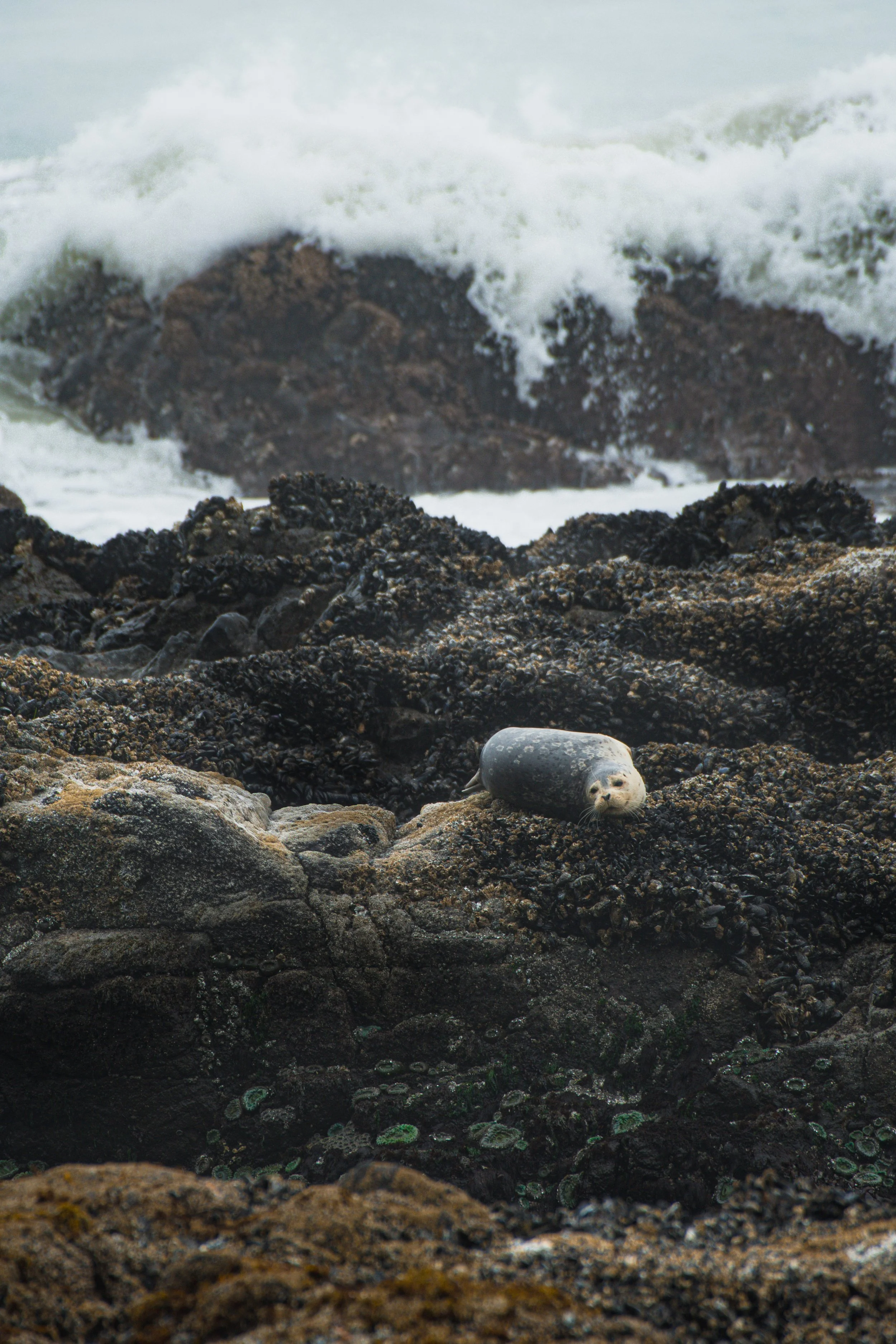 Seal lying on dark rocky shoreline with foamy ocean waves crashing behind it.