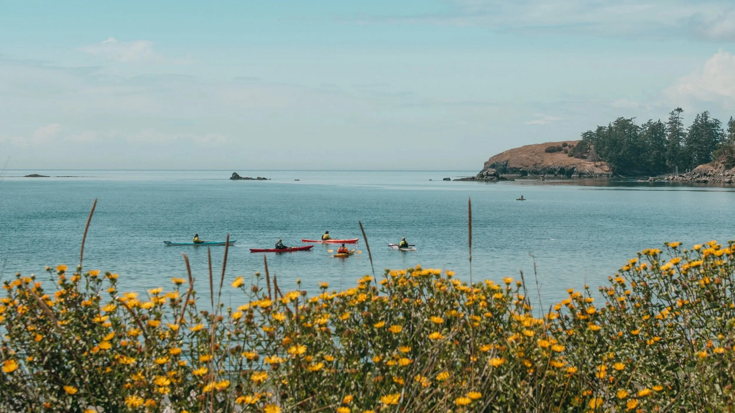 Calm water on the Puget Sound with five people kayaking near a rocky outcrop covered in trees, with yellow flowers in the foreground and a light blue sky overhead.