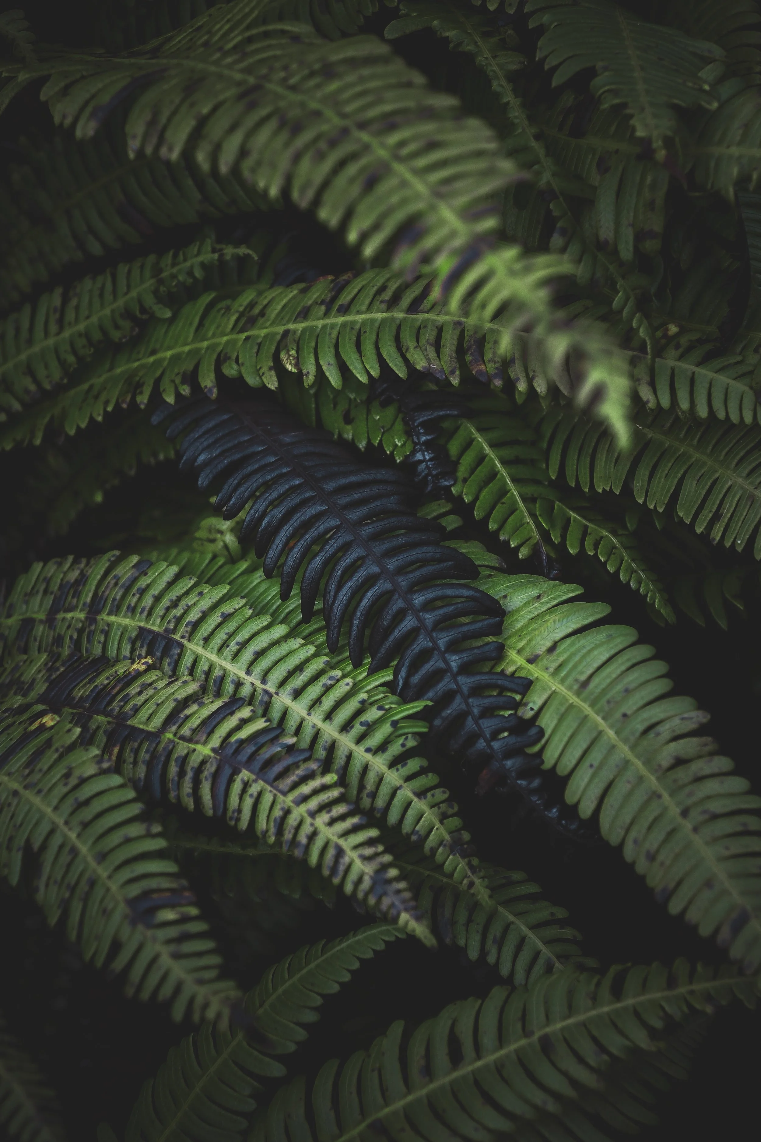 Close-up of dark green fern leaves with a mix of lighter and darker shades.