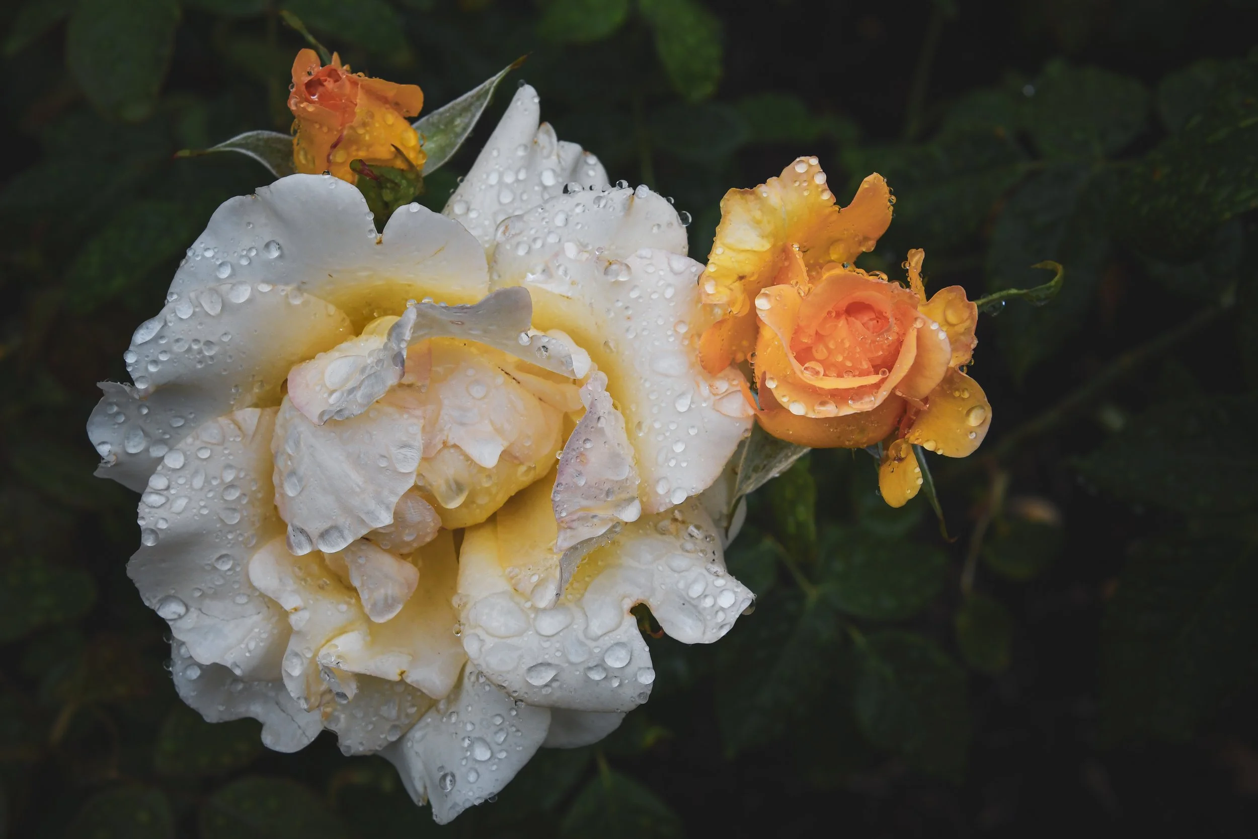 A Rainy Day in the Rose City