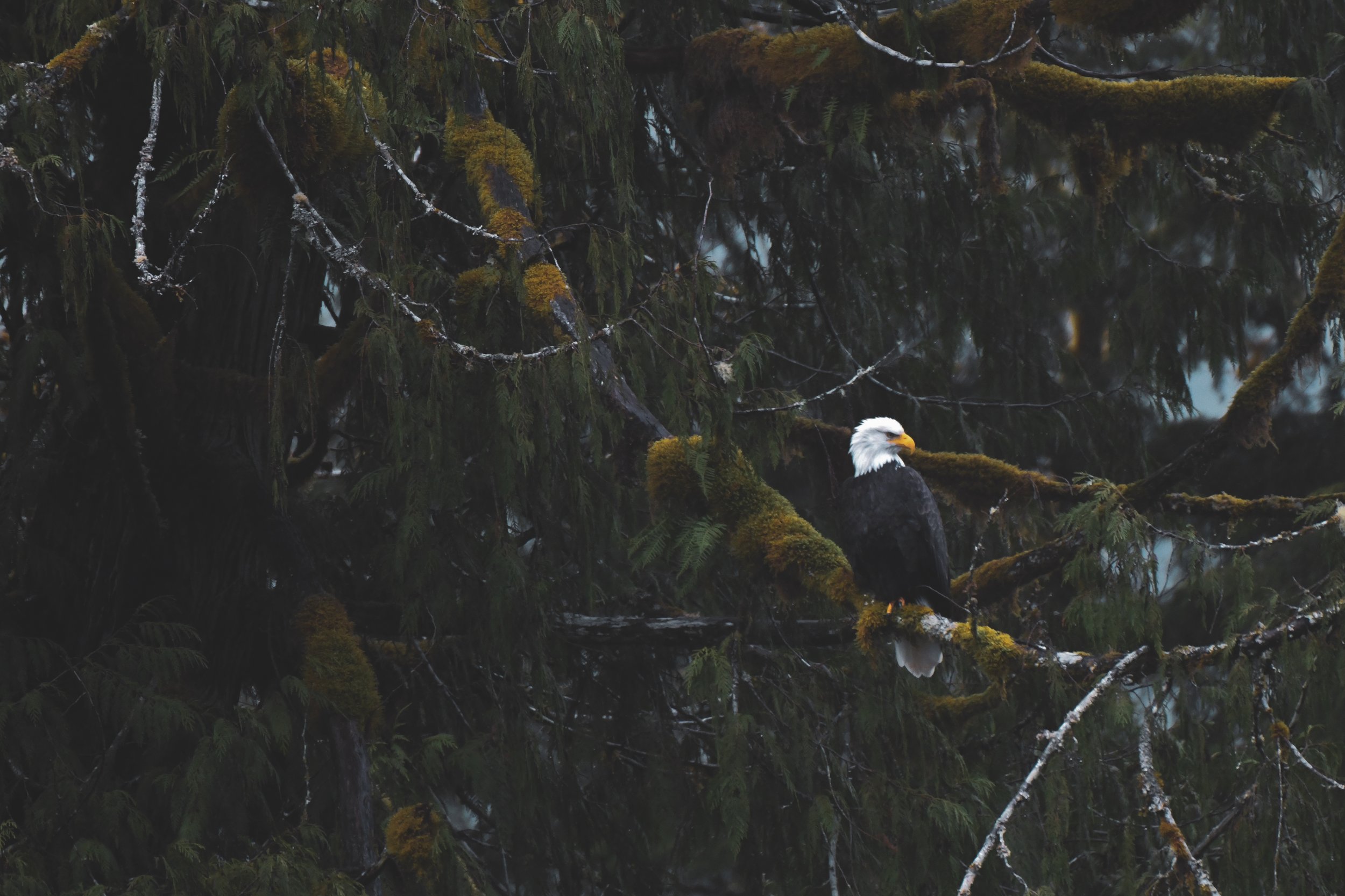 A bald eagle perched on a moss-covered tree branch in a dense, dark forest in Tofino, BC. 
