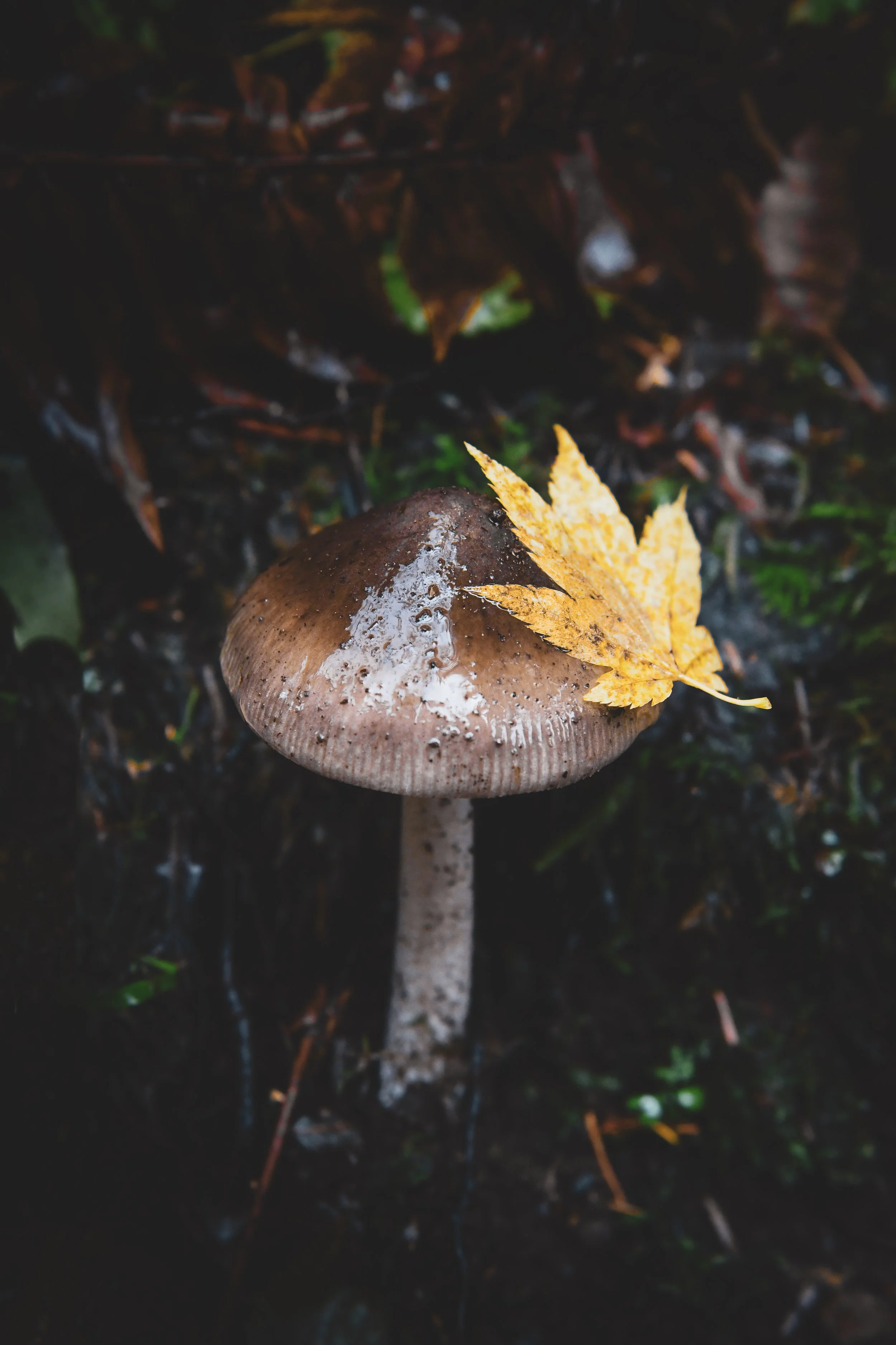 A mushroom in a damp forest with a yellow leaf resting on its cap.