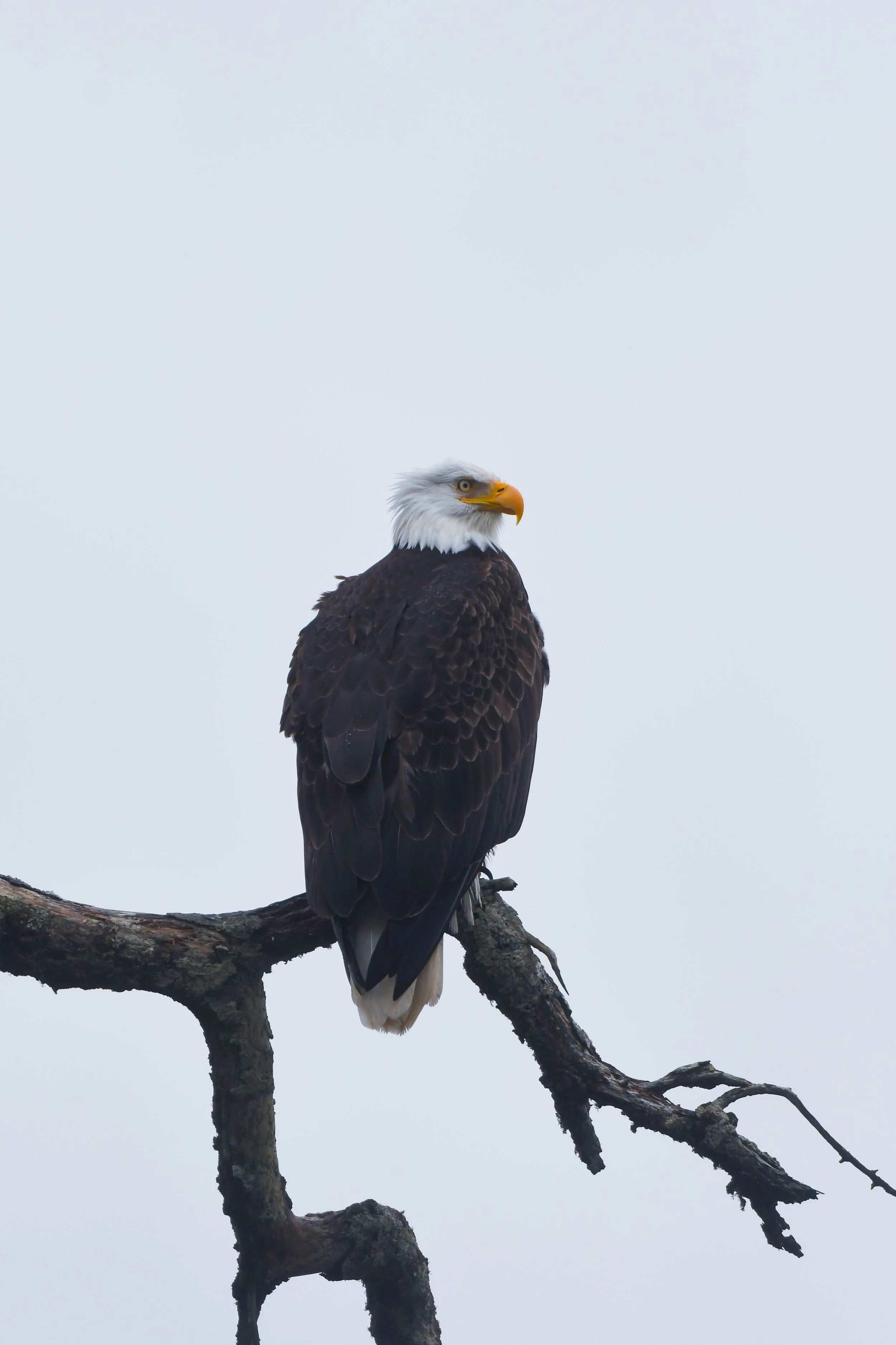 DSC_2662.jpg