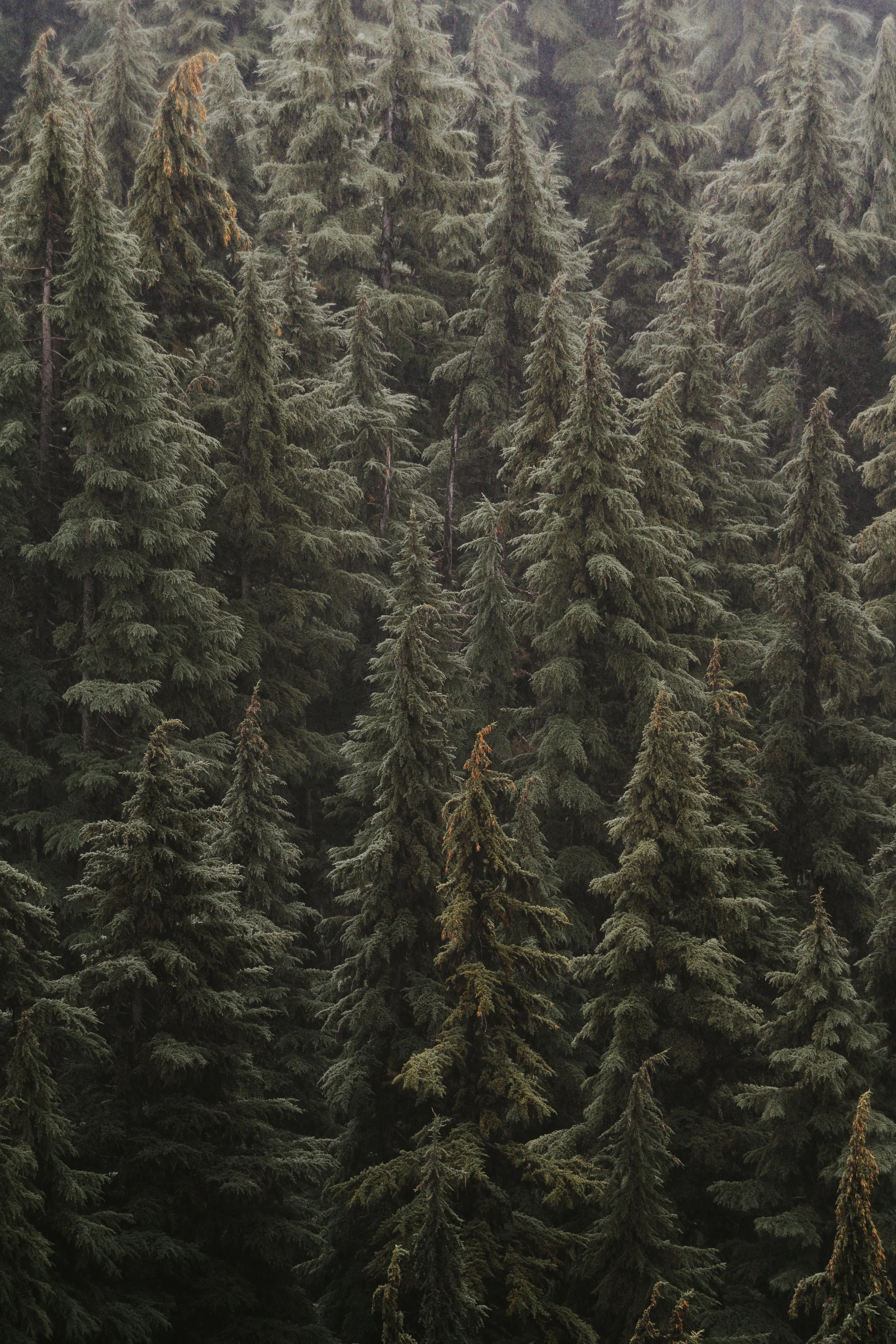 mthood1.jpg