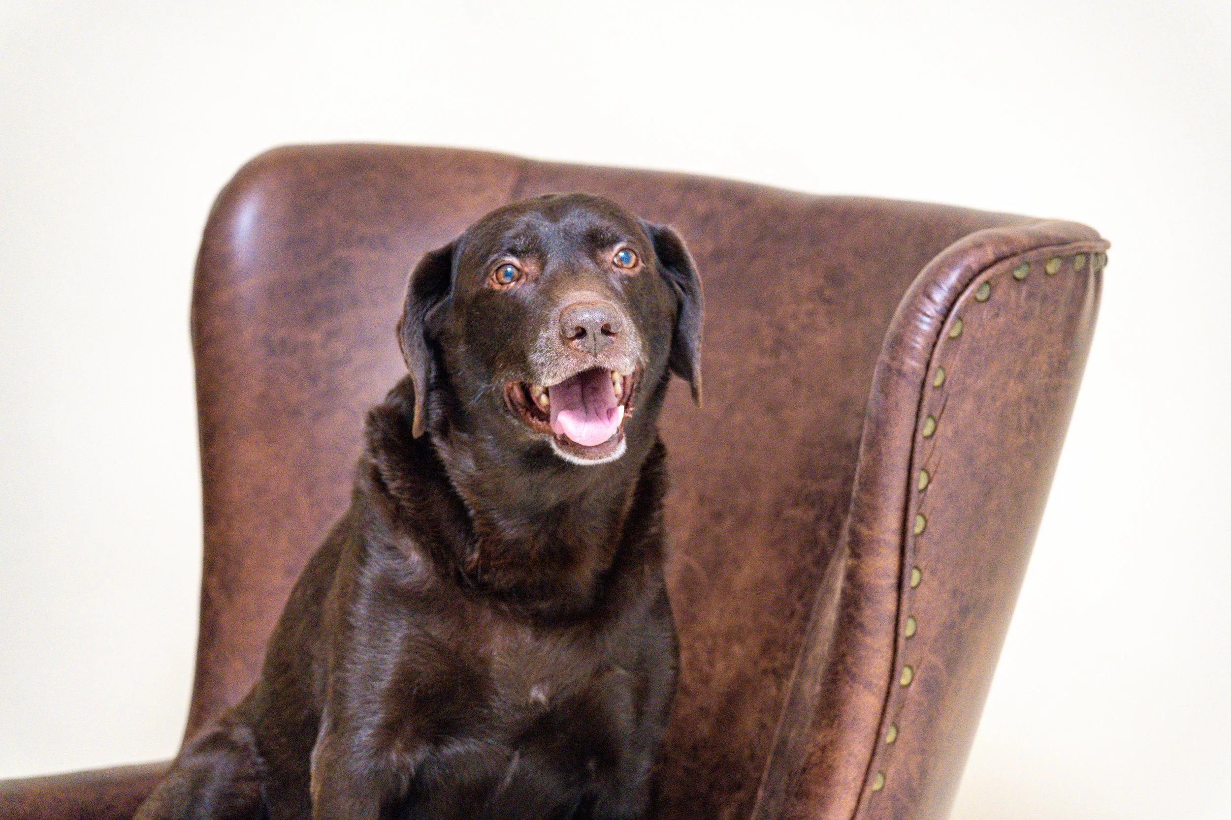 DEL-2023-PetPhotos-MeganMurray-BP7_2017.jpg
