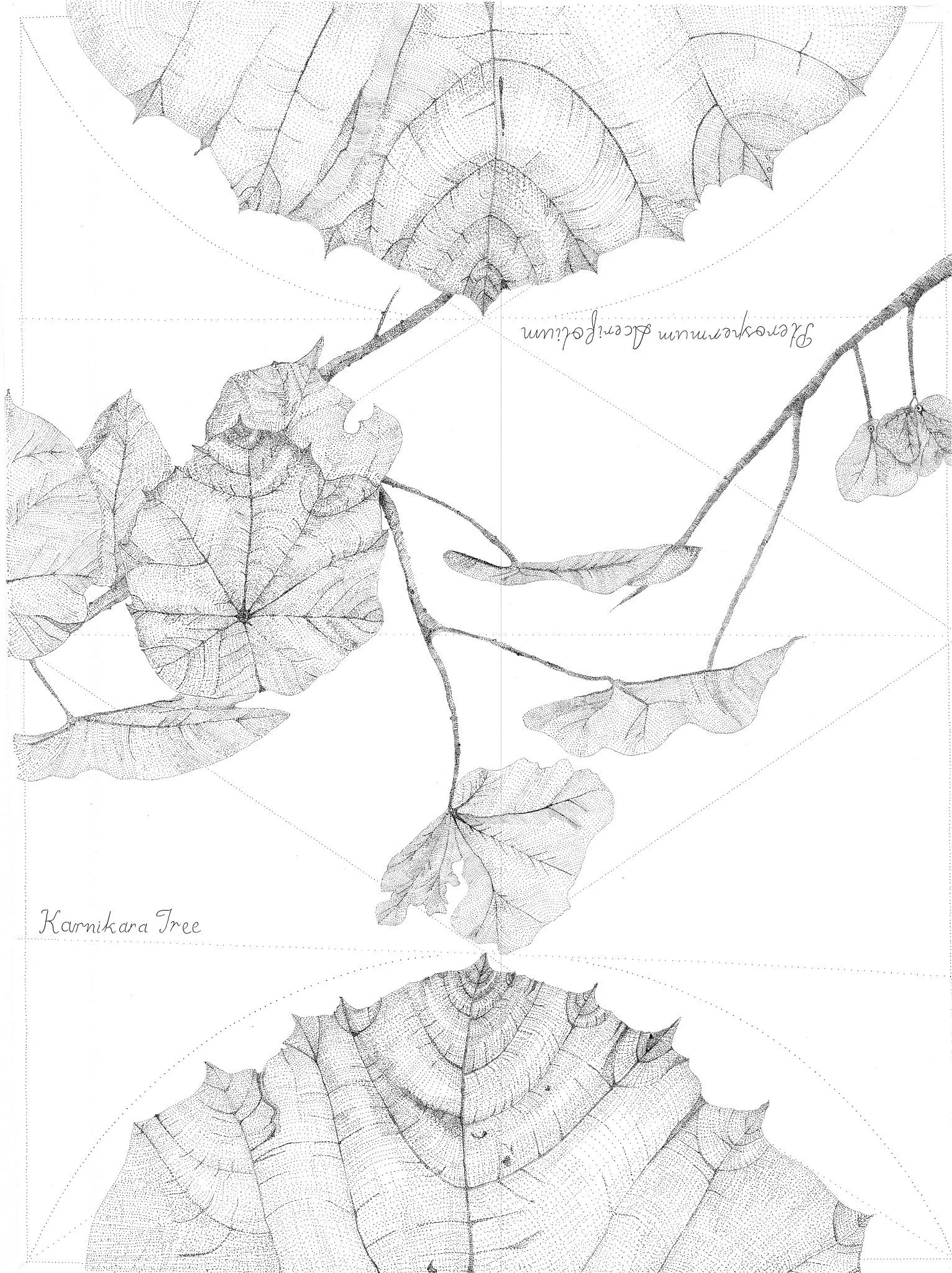 Stipple Exercise Leaf Drawing.jpg