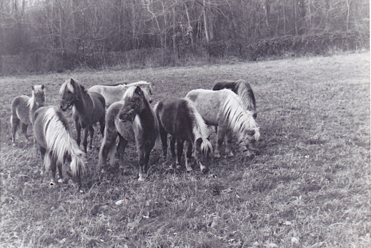 1960s