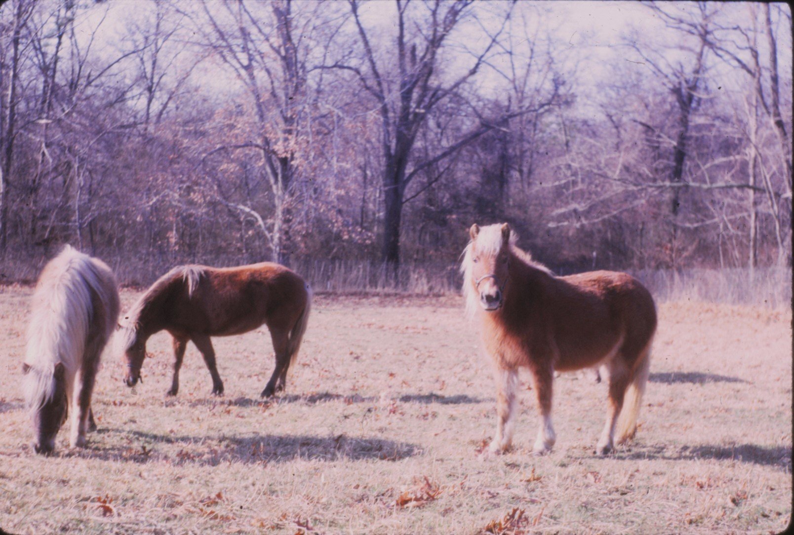 1966