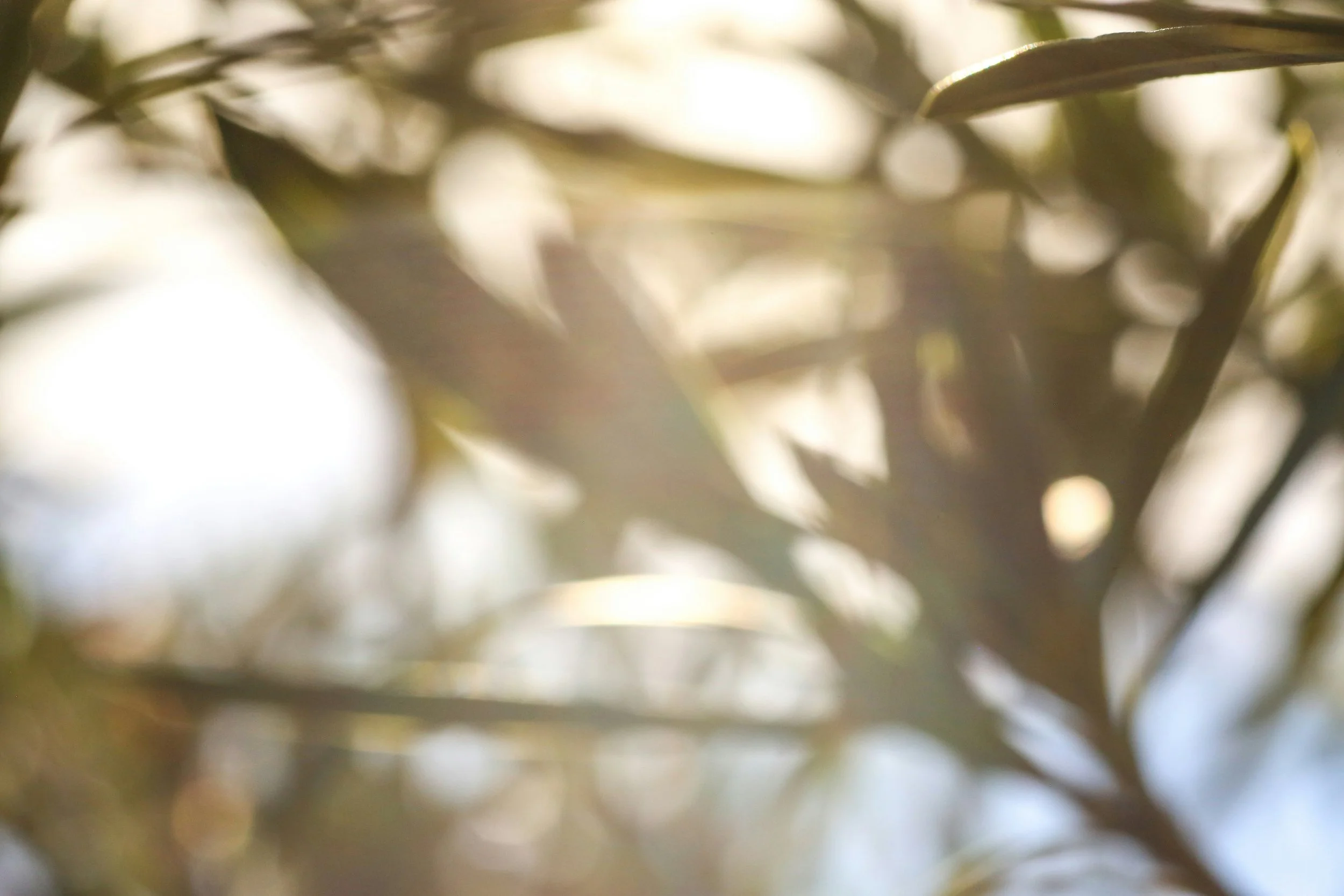 Sunlight through tree leaves symbolizing healing and reconnecting with yourself