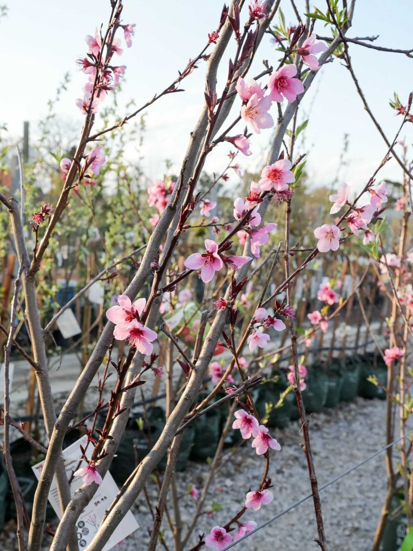 Spring 🌸 

Beautiful blossoms in the afternoon light @cedar_nursery 

#blossoms #spring #gardening #greenthumb #photographer #nikonphotography #nikonz6ii