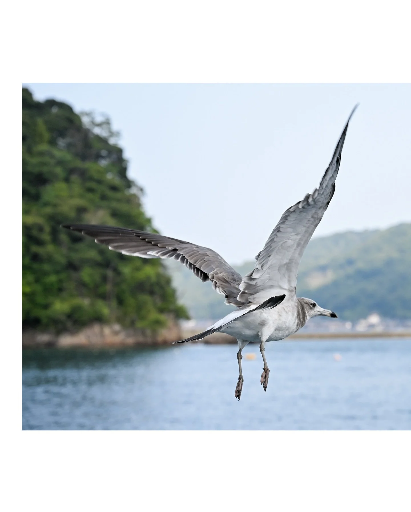 🌊 🌊 

Beautiful INE Bay in Kyoto.

The bay is lined with traditional fisherman homes, many of them now vacant as the new generations move to the city - I don&rsquo;t know why, it felt so peaceful here.

I joined a group on a boat in the bay and som