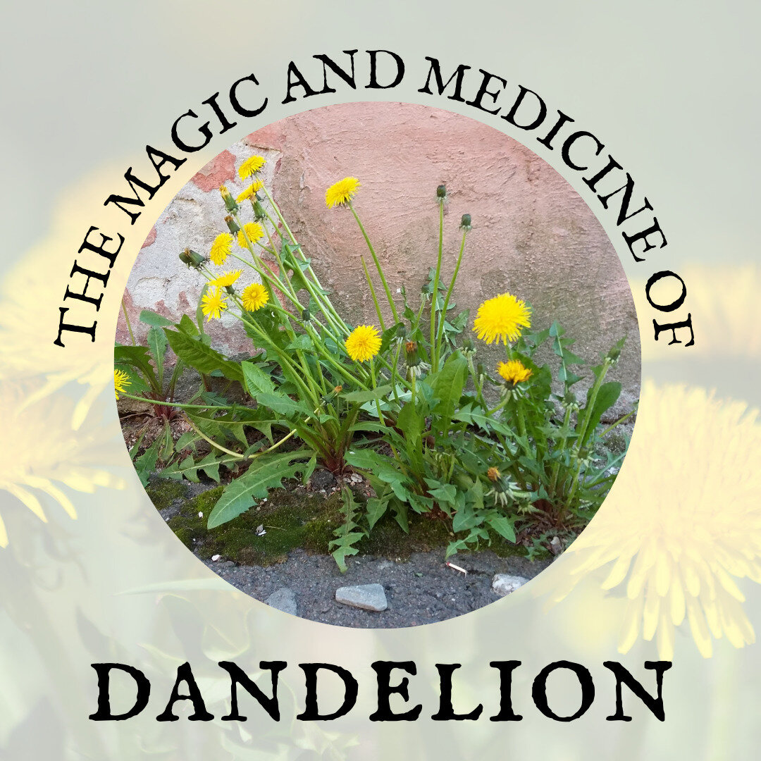 This week's free class is up now on my YouTube channel and we're calling in that BDE (Big Dandelion Energy, obvi)!
🦁
Come learn about one of the most important plants to know about. I said it!