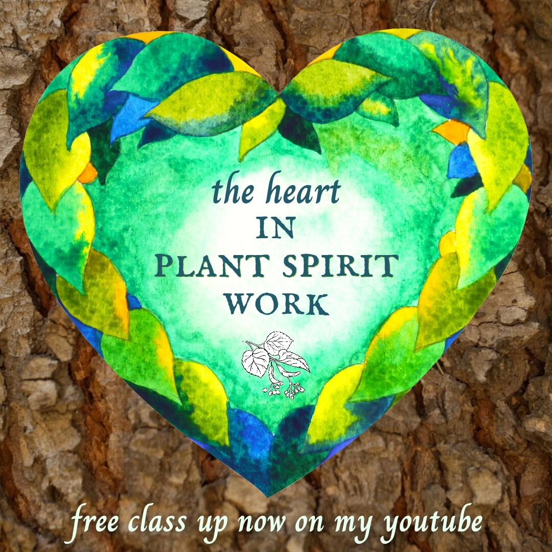 Hot tip for deepening your work with the plant spirits.... think with your heart.
🌿💚🌳
BTW did you know folks who support my work over on the Pa+reon get audio versions of the Friday classes? Who doesn't want me talking in their ear at the gym, in 