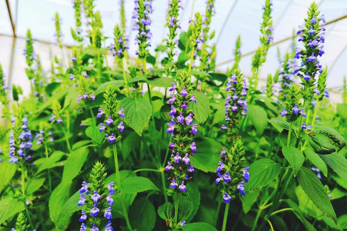 Why You Should Know The Mint Family Herbs