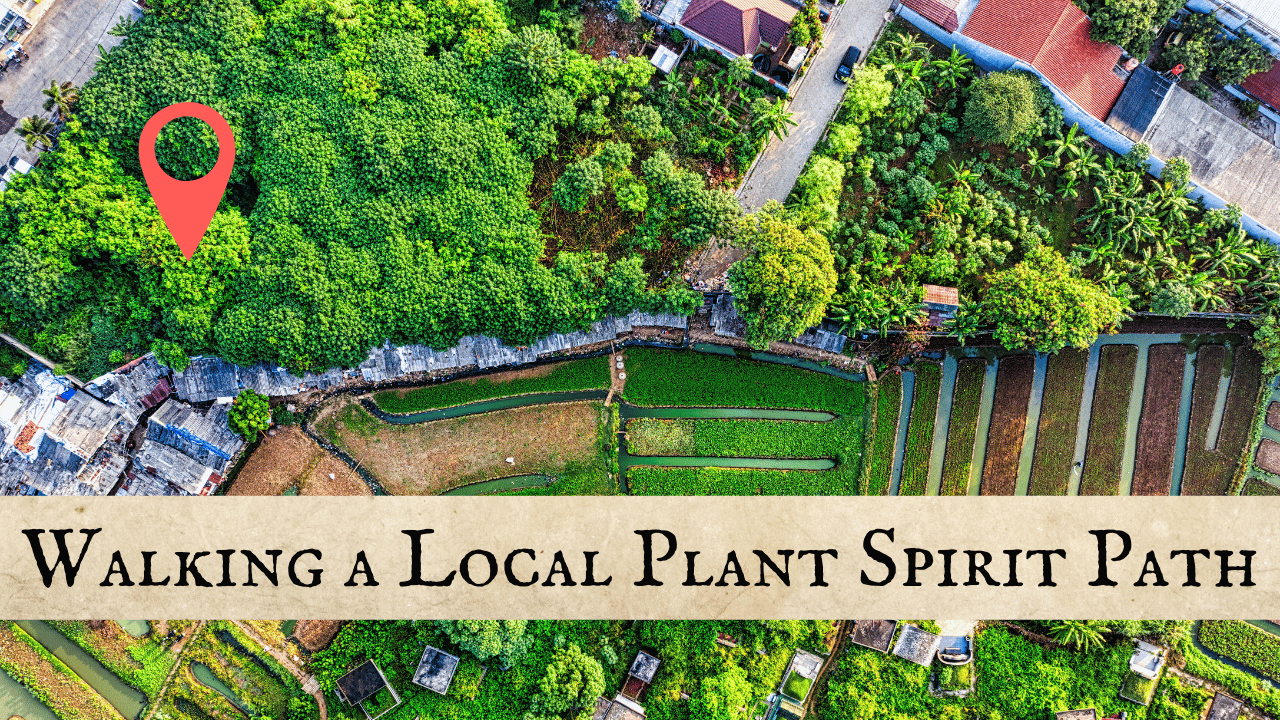 Crafting a Local Plant Spirit Path