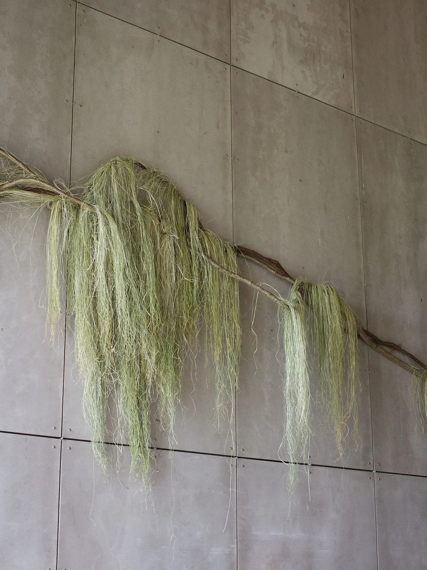 Minimalistic installation of my dream - flowing grass on a concrete backdrop.
Catherine &amp; Ryan&rsquo;s June wedding at Gather Greene.
Venue @gathergreene 
Planning @charmedaffair