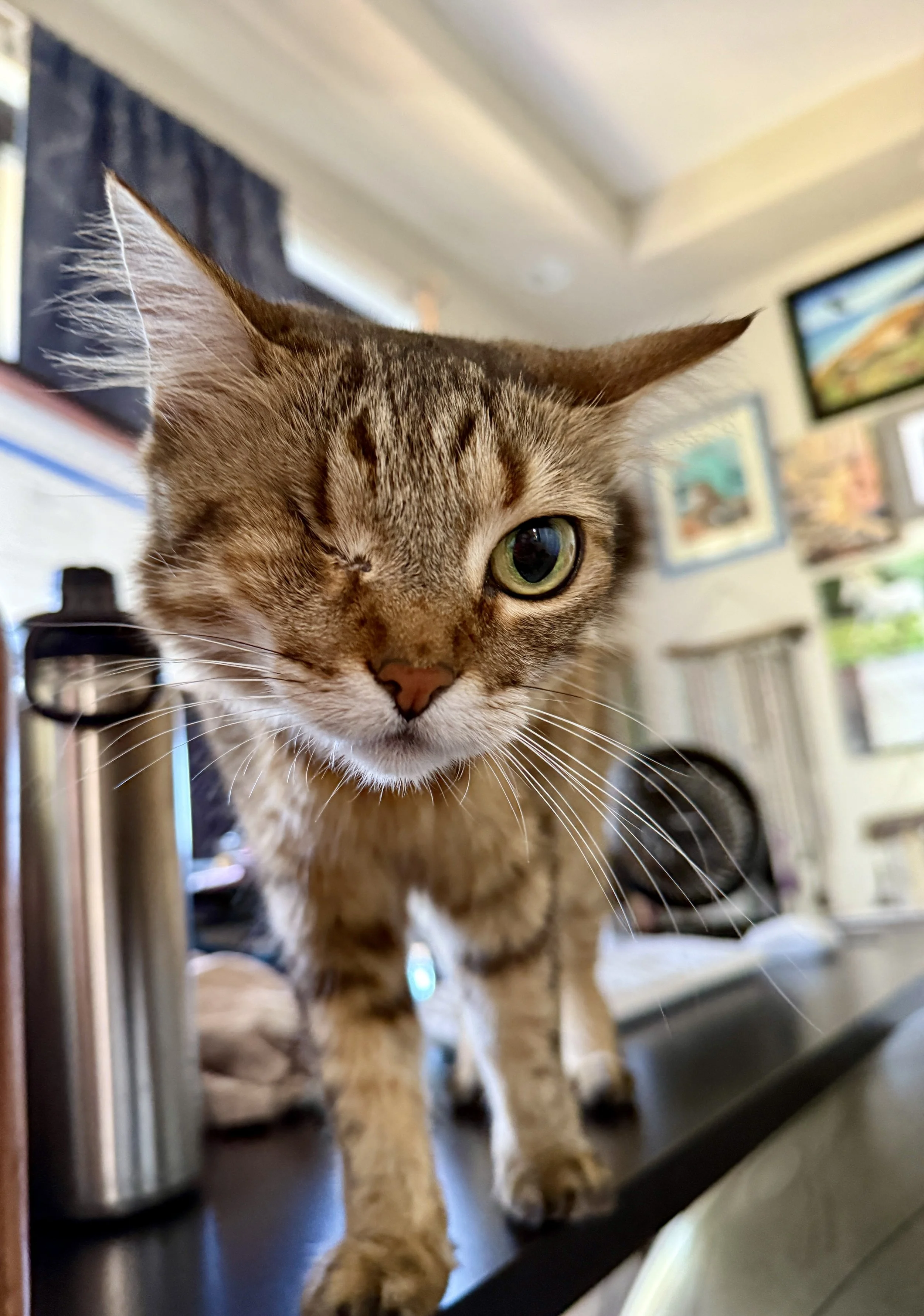 sweetie desk visit.jpg