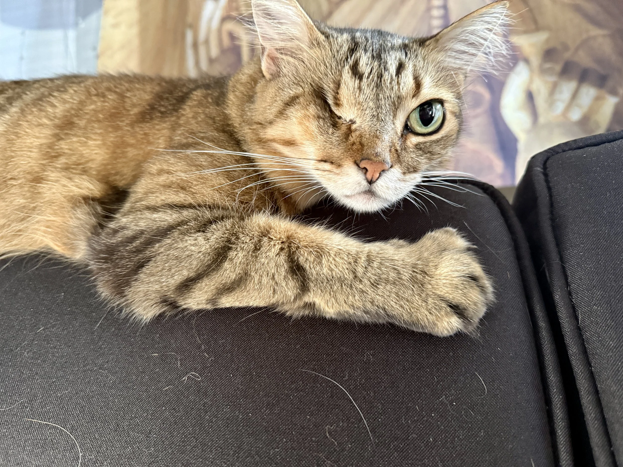 sweetie observing.jpg