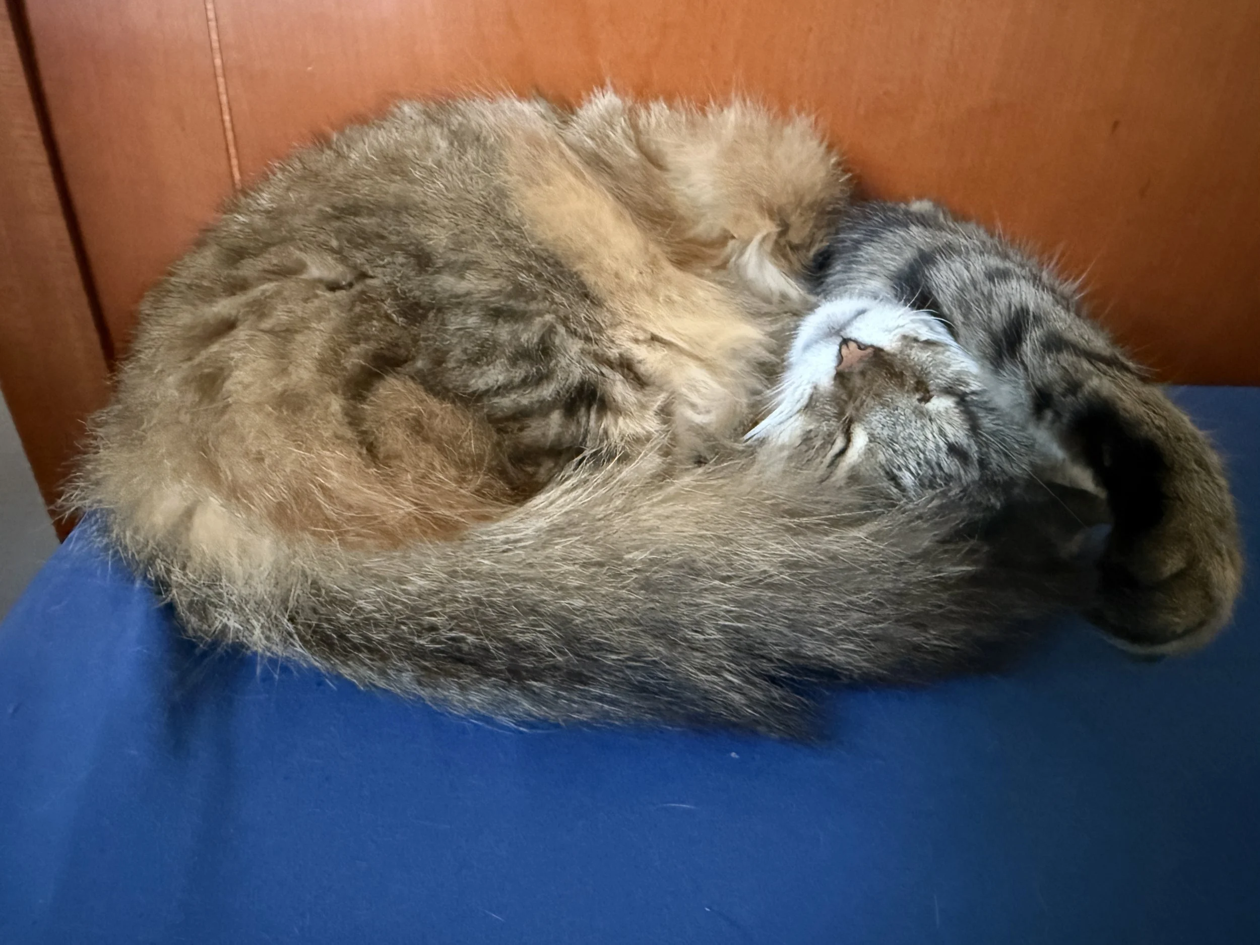 Hiolani Sweetie in bed in am.JPG