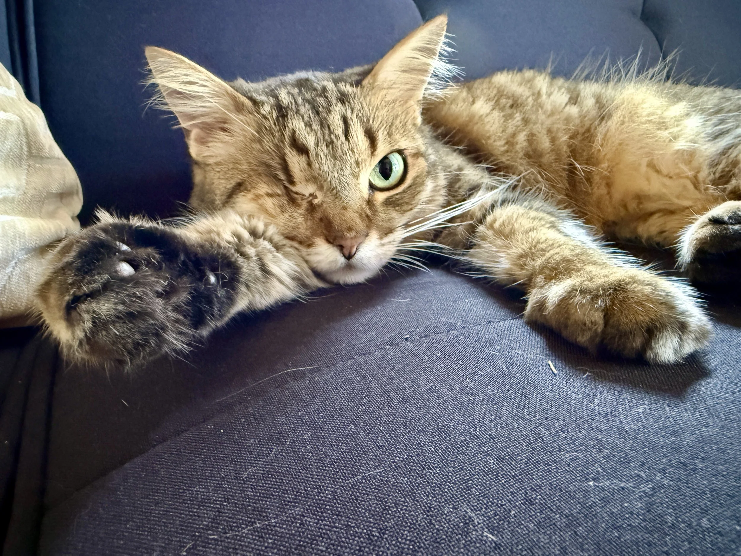 sweetie black couch big ears.jpg