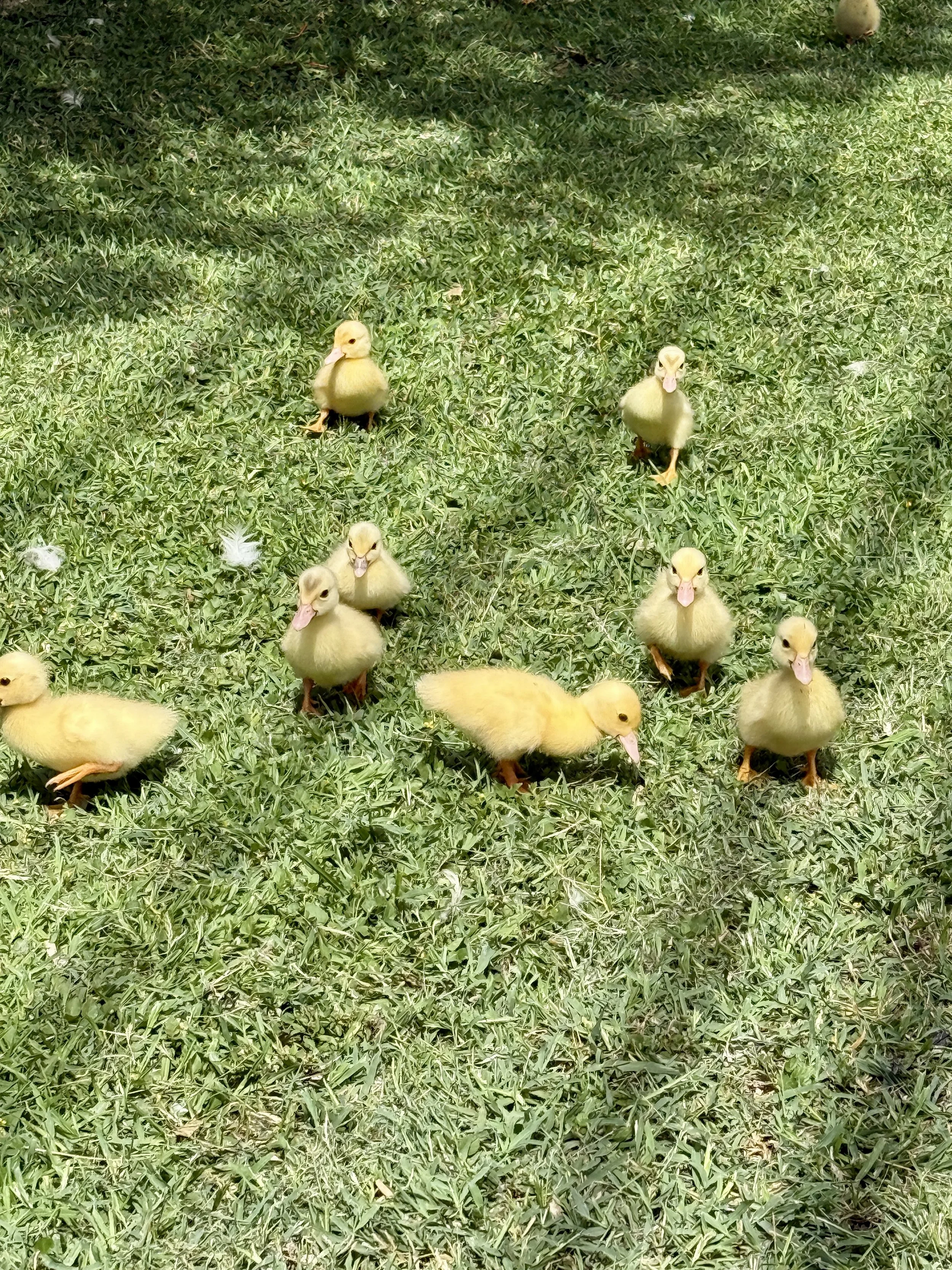 Hiolani ducklings.jpg