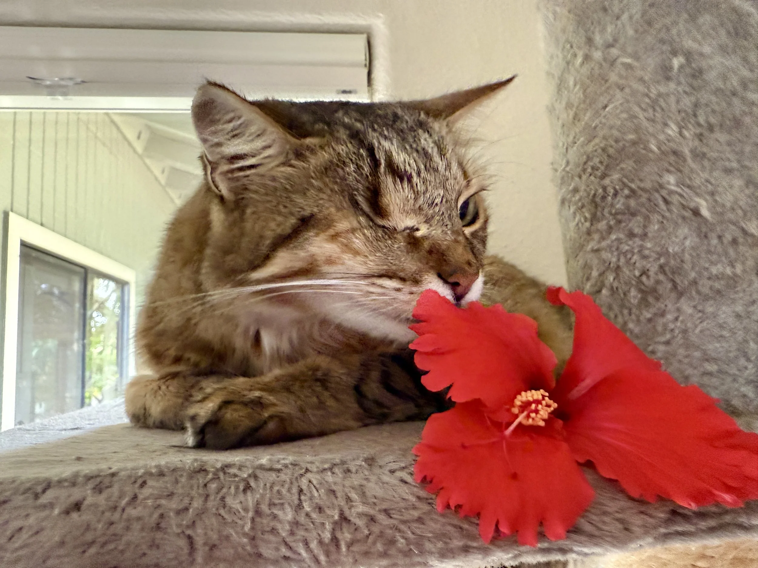 sweetie red hibiscus.jpg