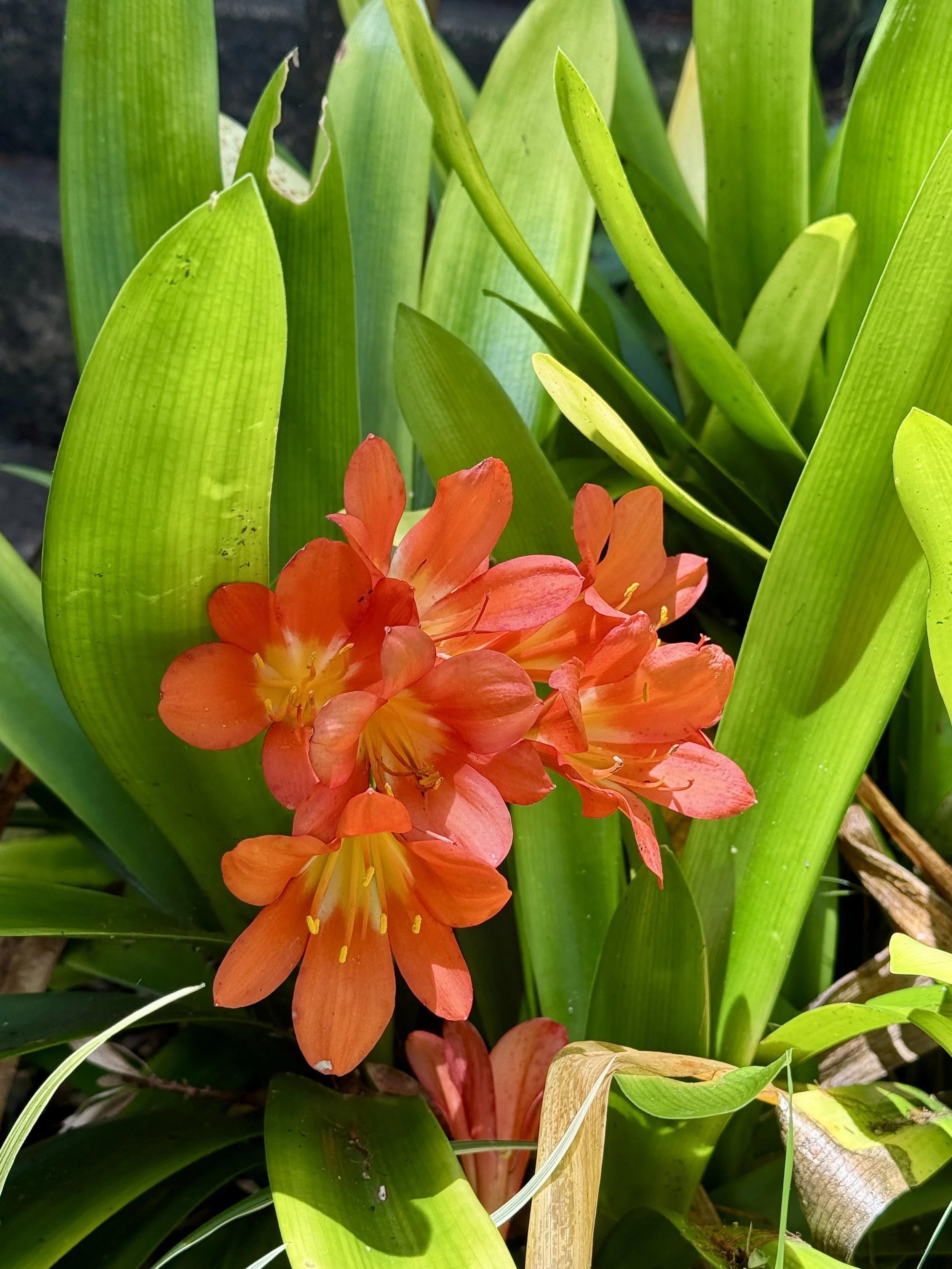 Kula Botanical Garden 8.jpg