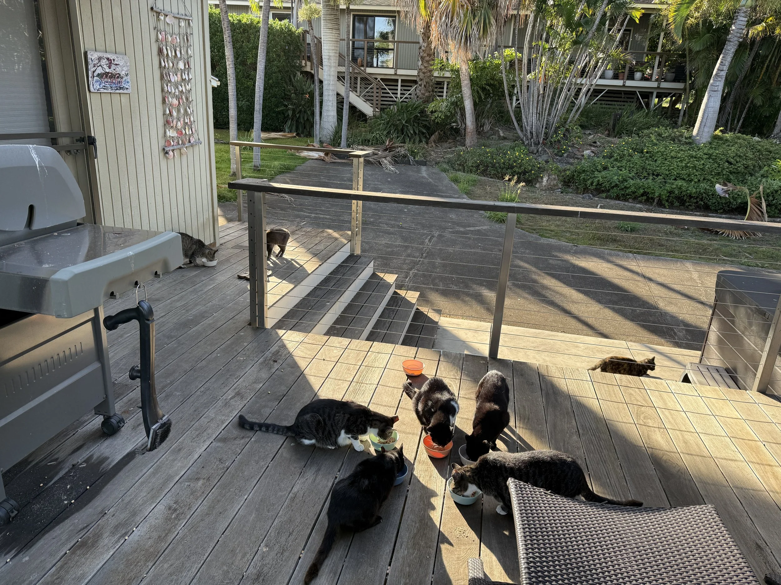 hiolani cats breakfast.JPG