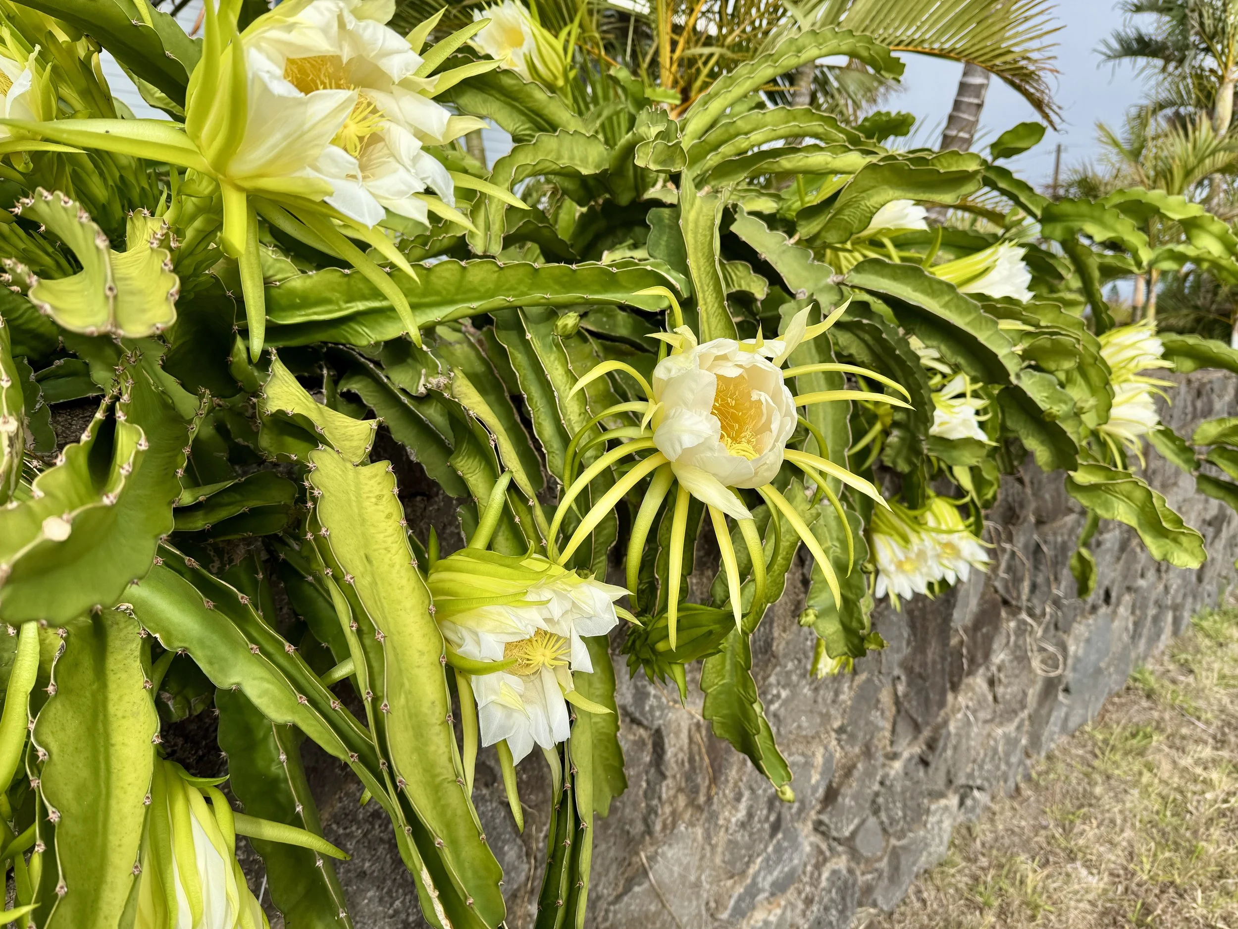 Hiolani dragon fruit flower.jpg