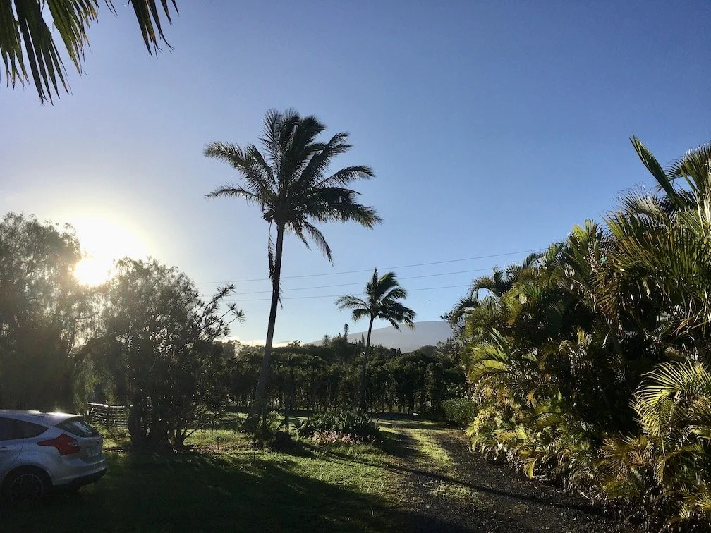 Haiku moon house palm.jpg