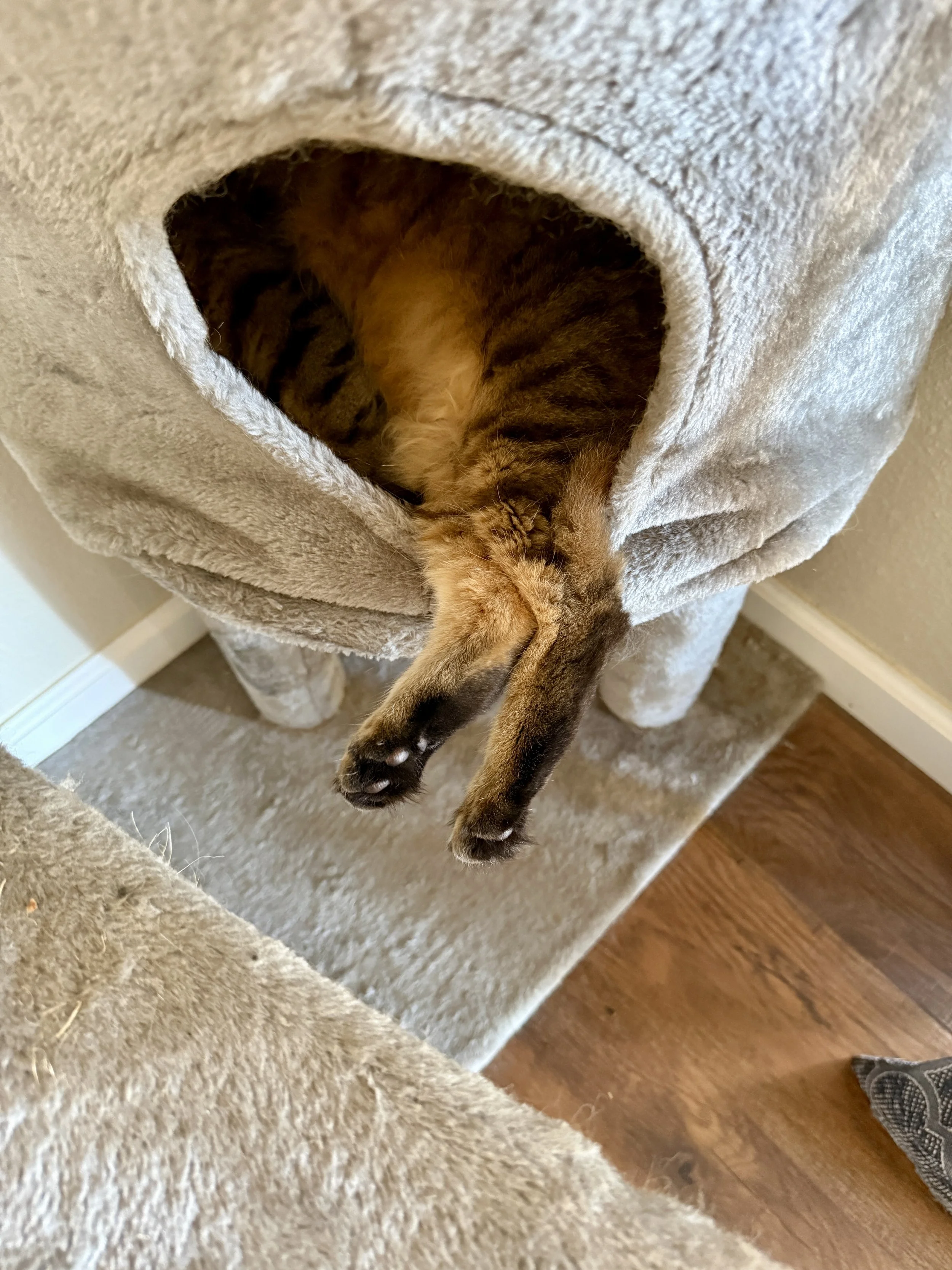 sweetie in cubby.jpg