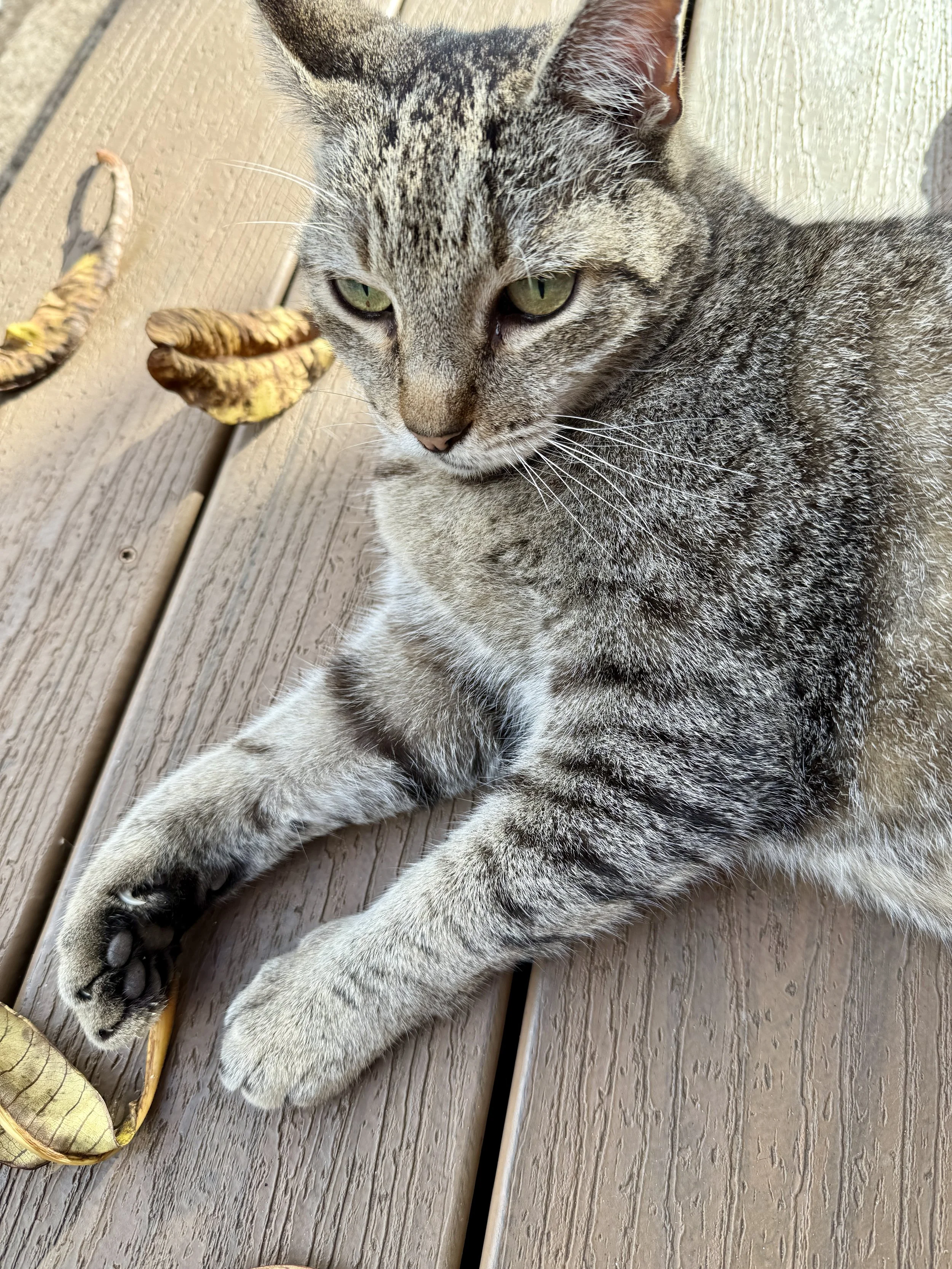 Papa Coon on deck with paklan leaves.jpg