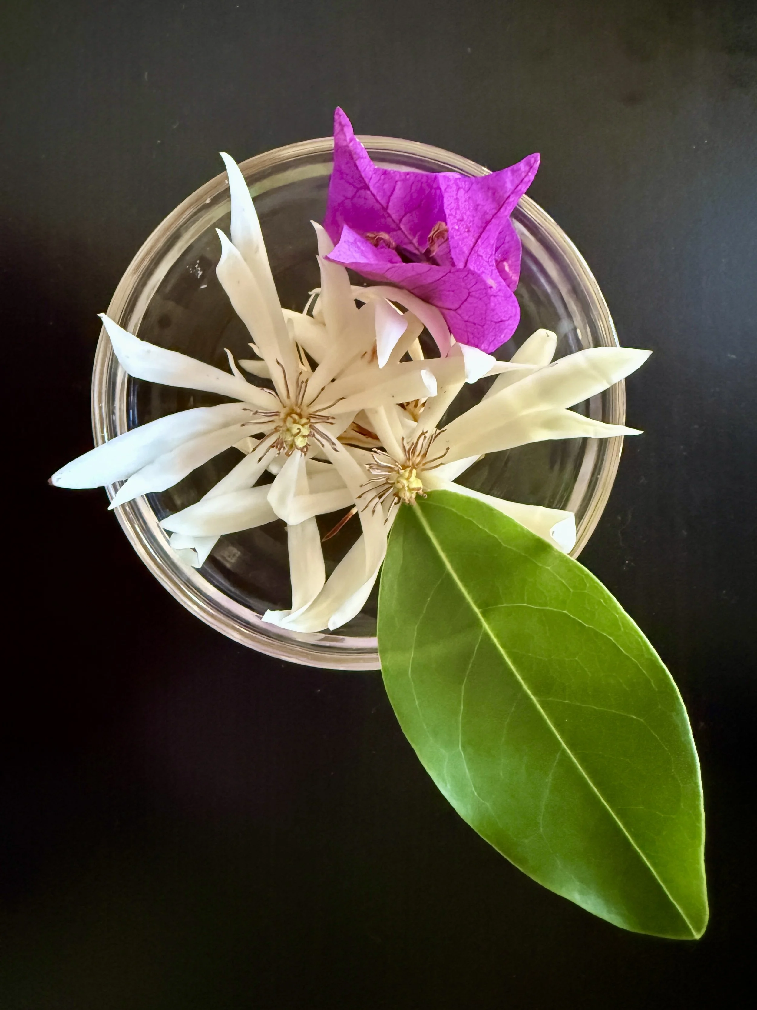Hiolani paklan flowers.jpg