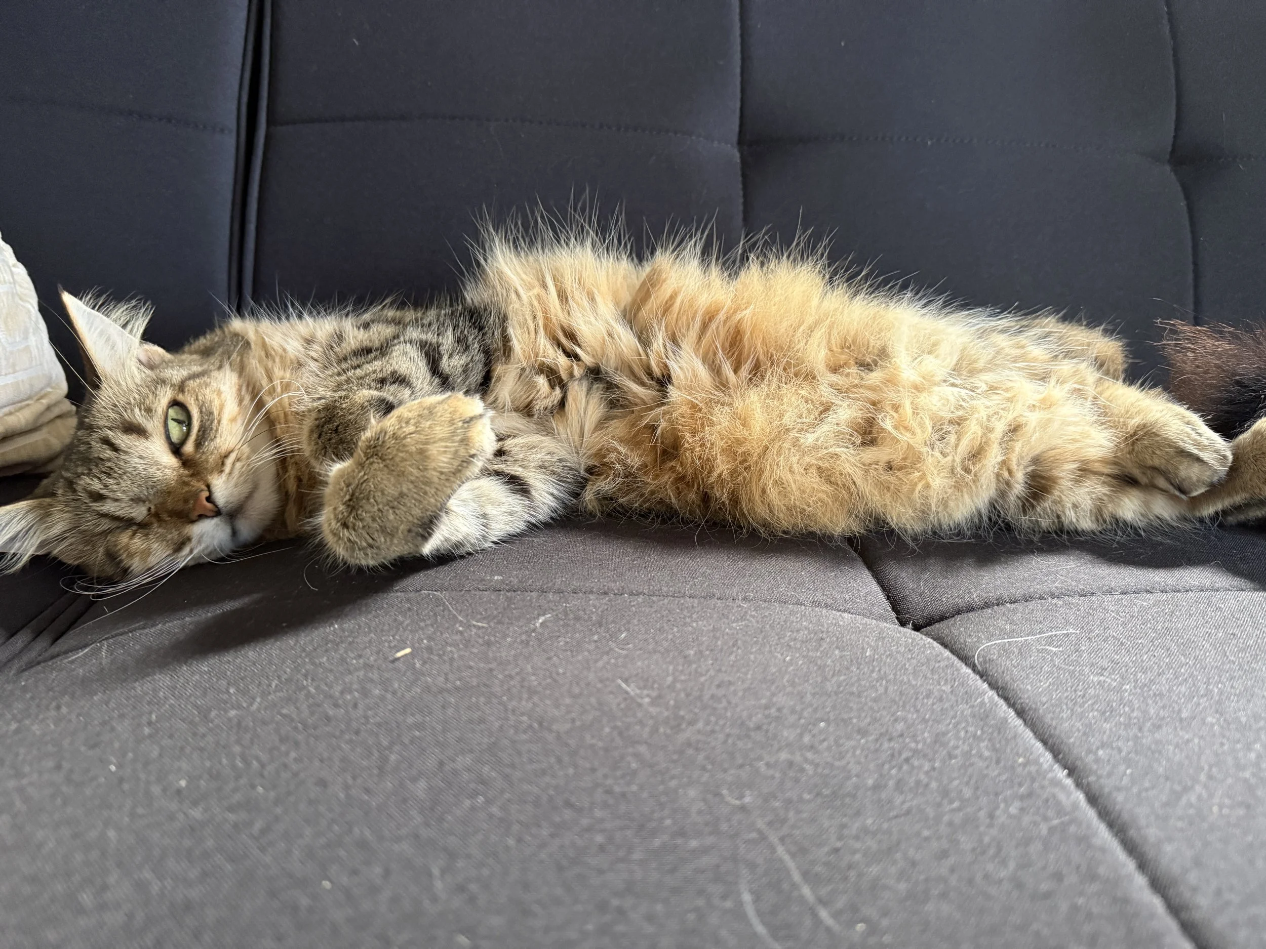 sweetie reclining arms crossed.JPG