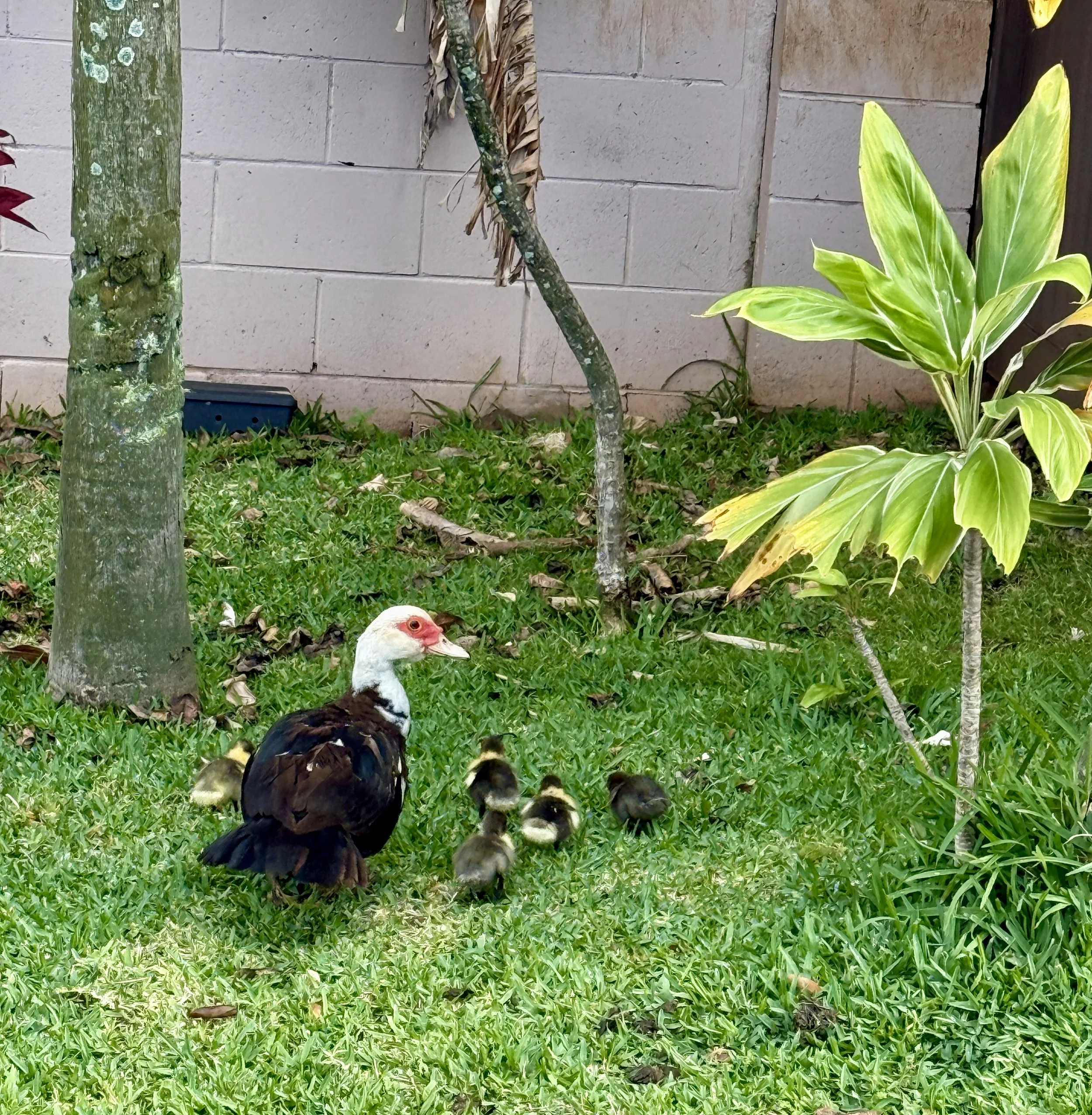 pukalani muscovy ducks.jpg