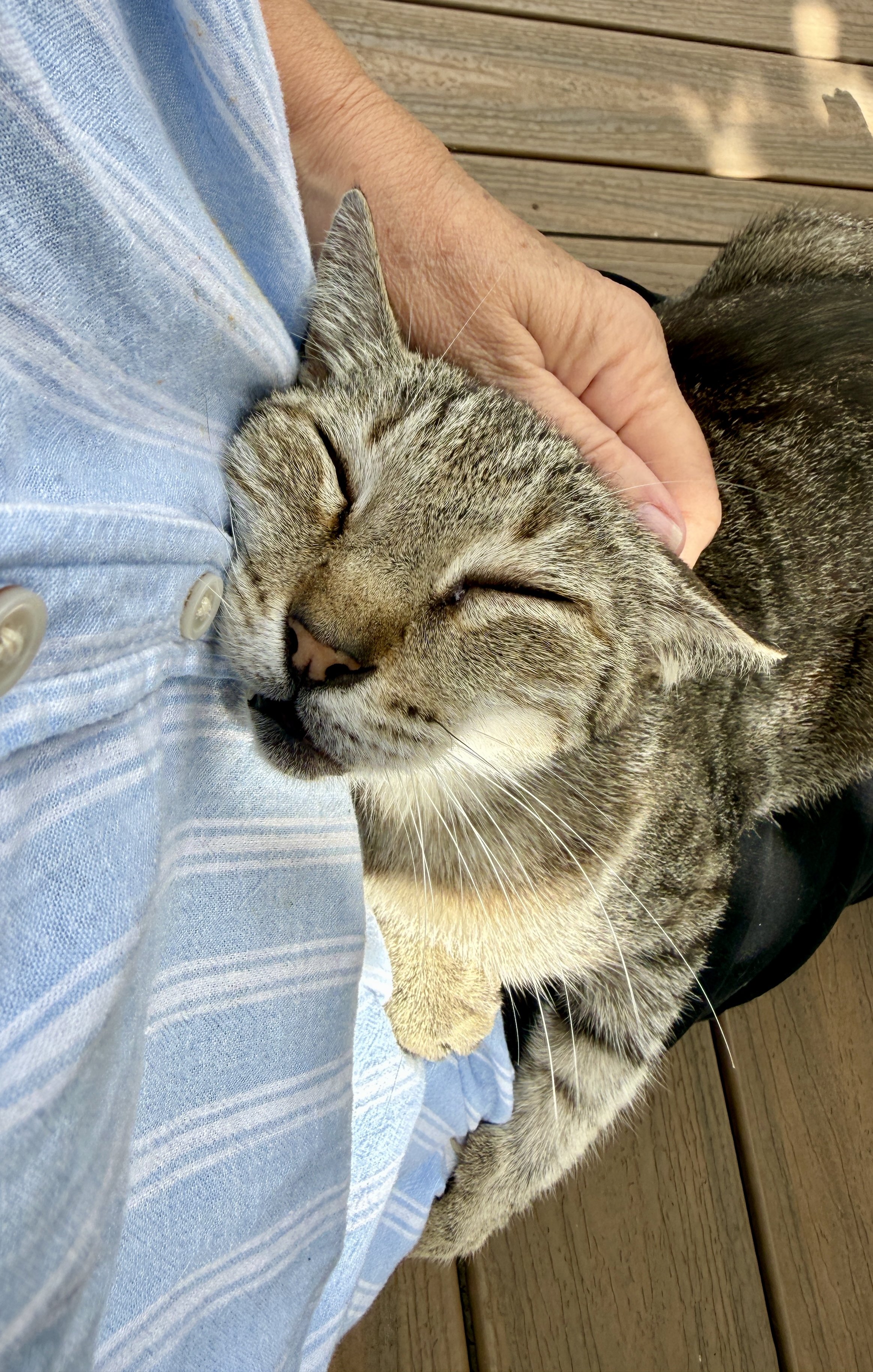 papa coon swoon.jpg