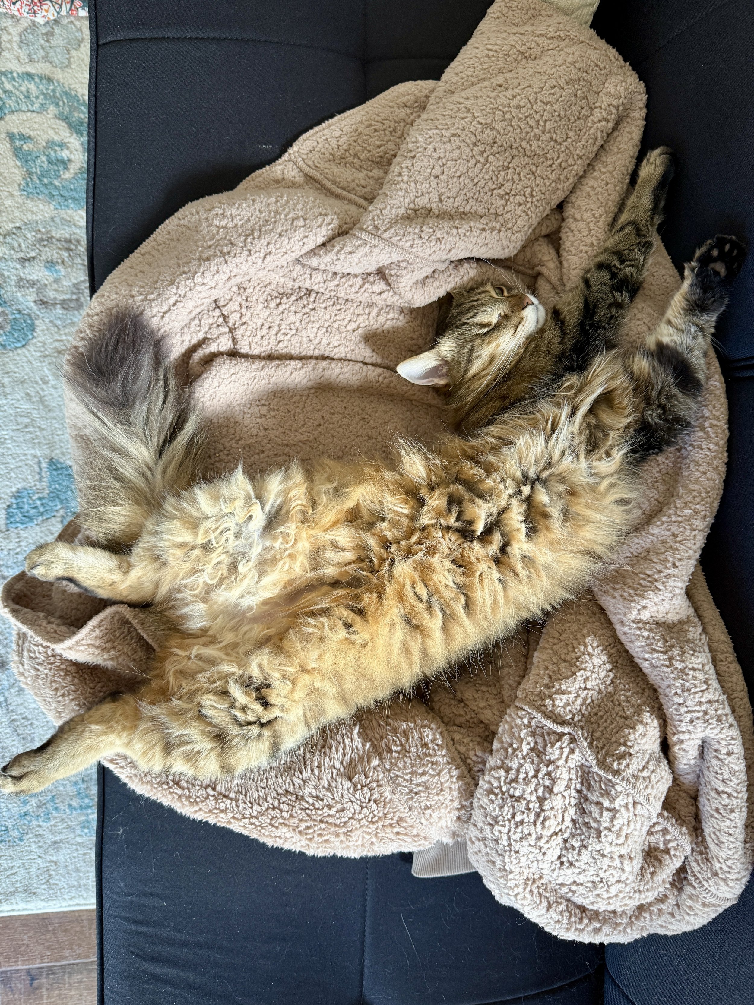 Sweetie odalisque in office.jpg