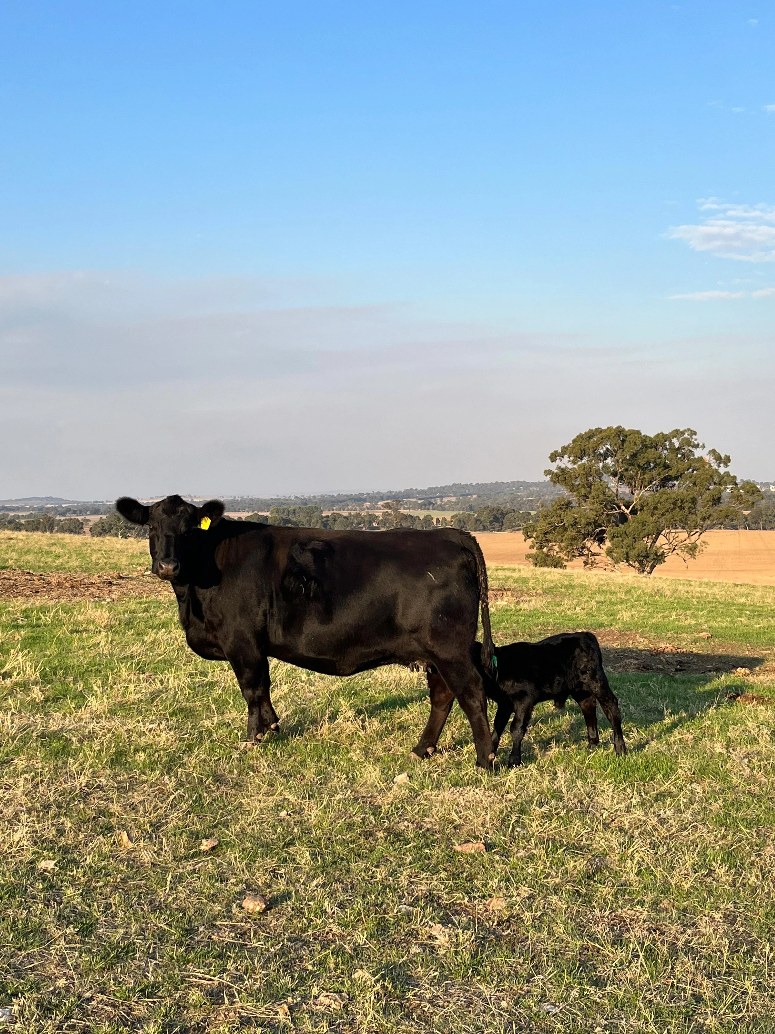 cow-and-calf-malebo-angus.jpg