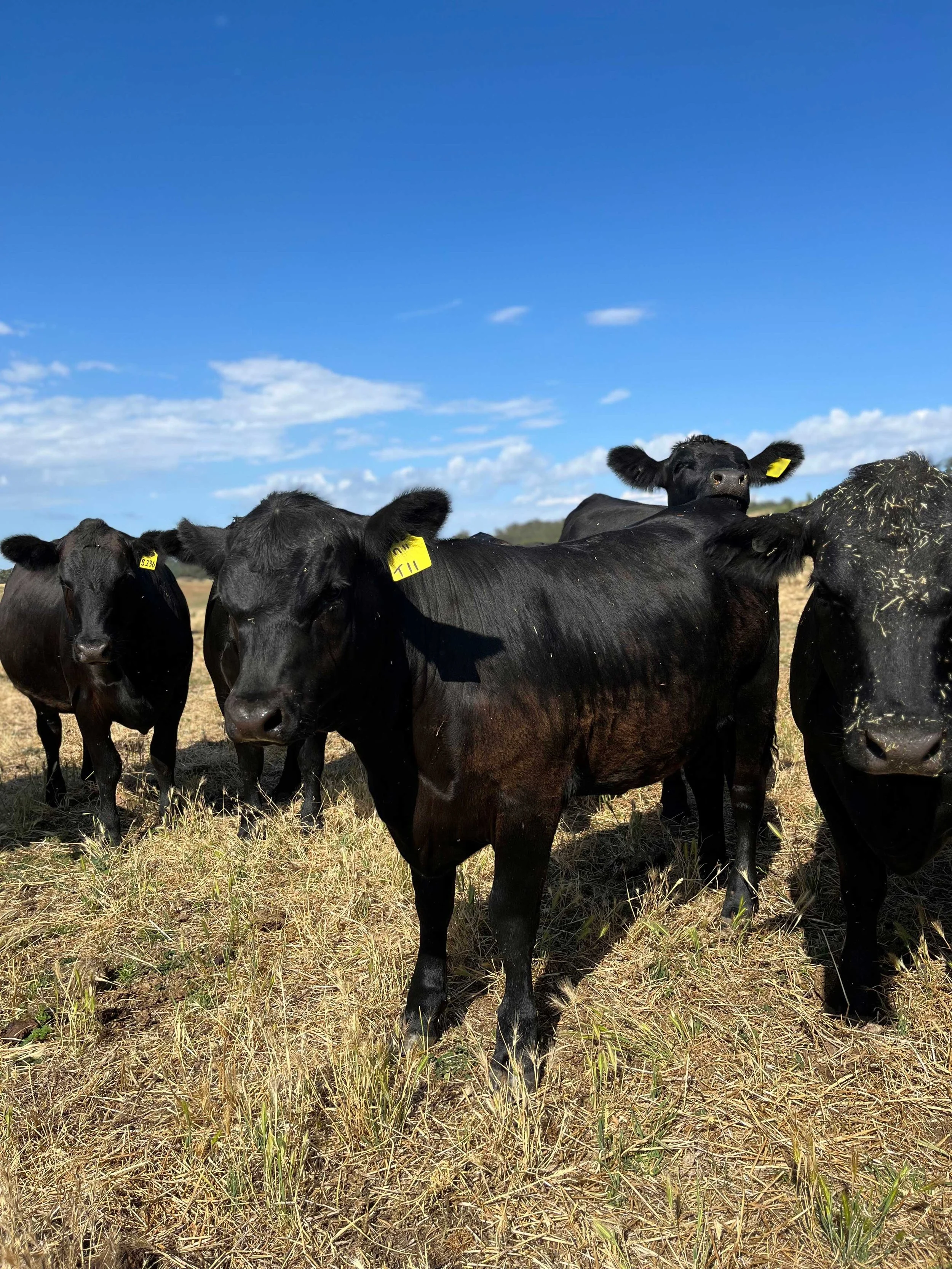 Cow-herd-New-South-Wales.jpg