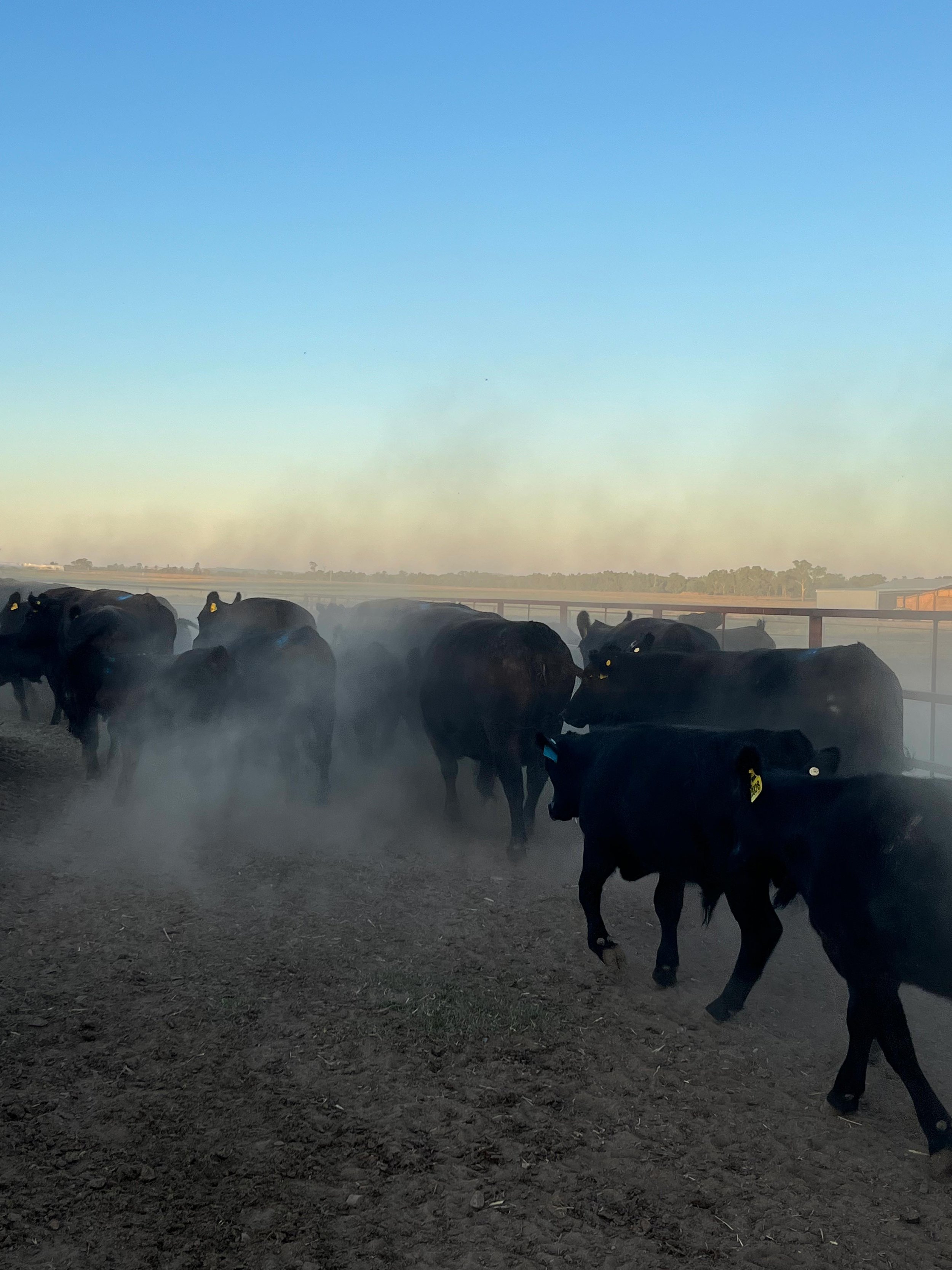 Bull breeding program.jpg