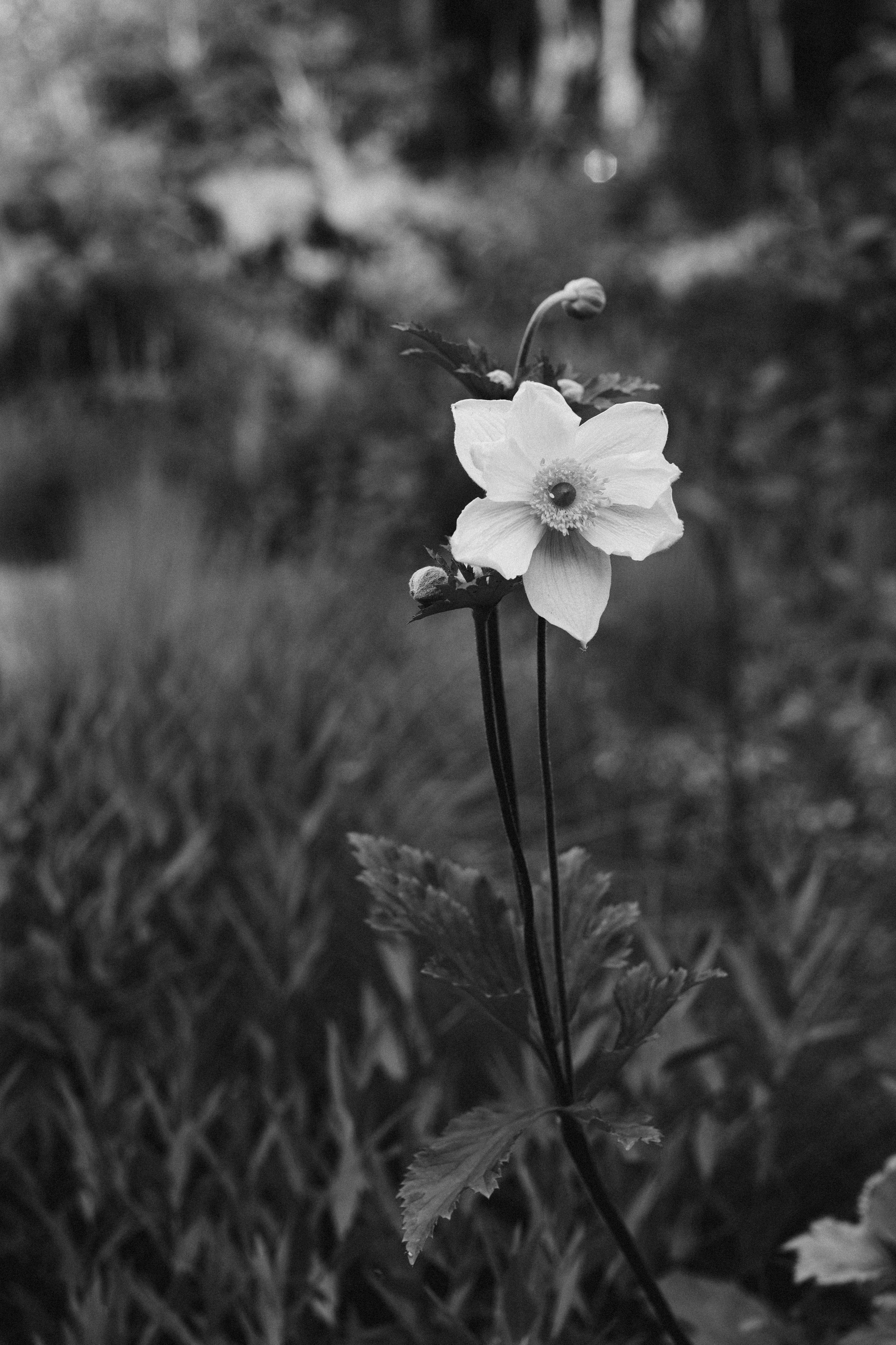 Solitude as Medicine