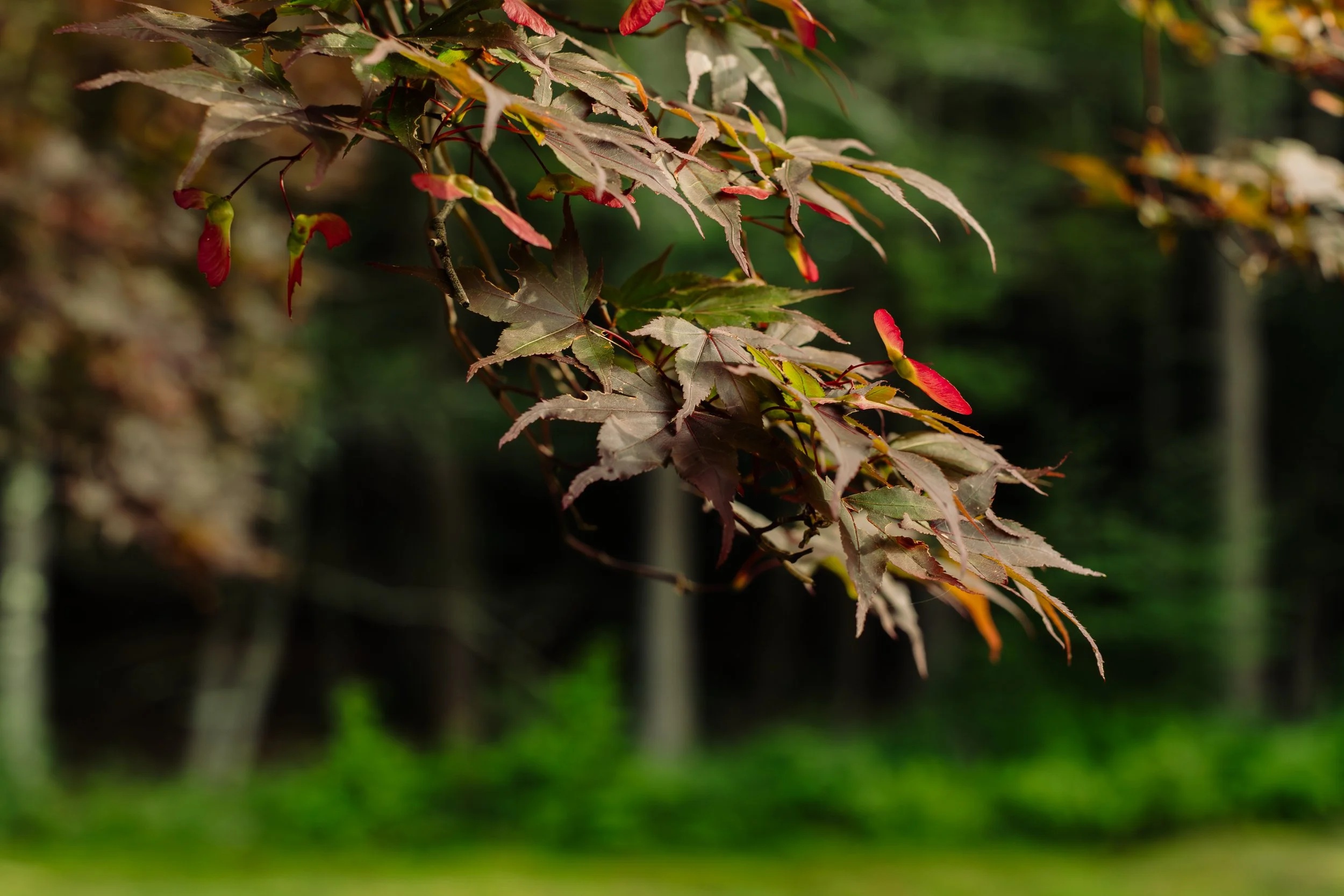 Seeds of Becoming