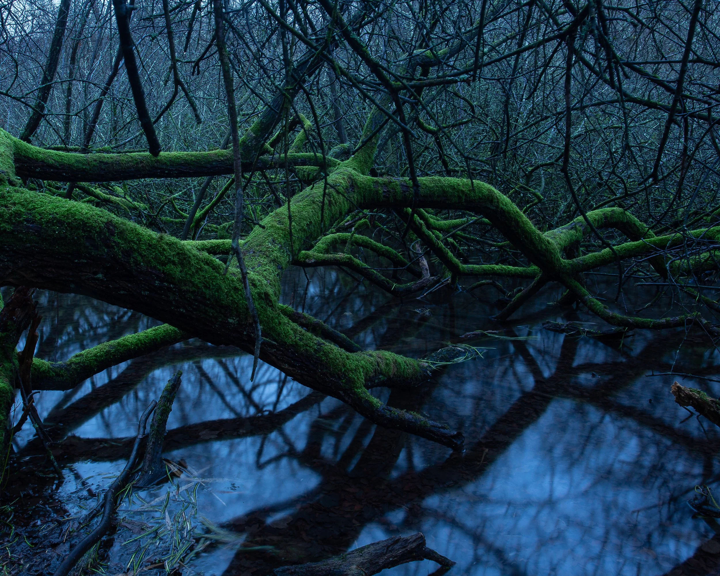 Nocturnes - Blue Roots_.jpg