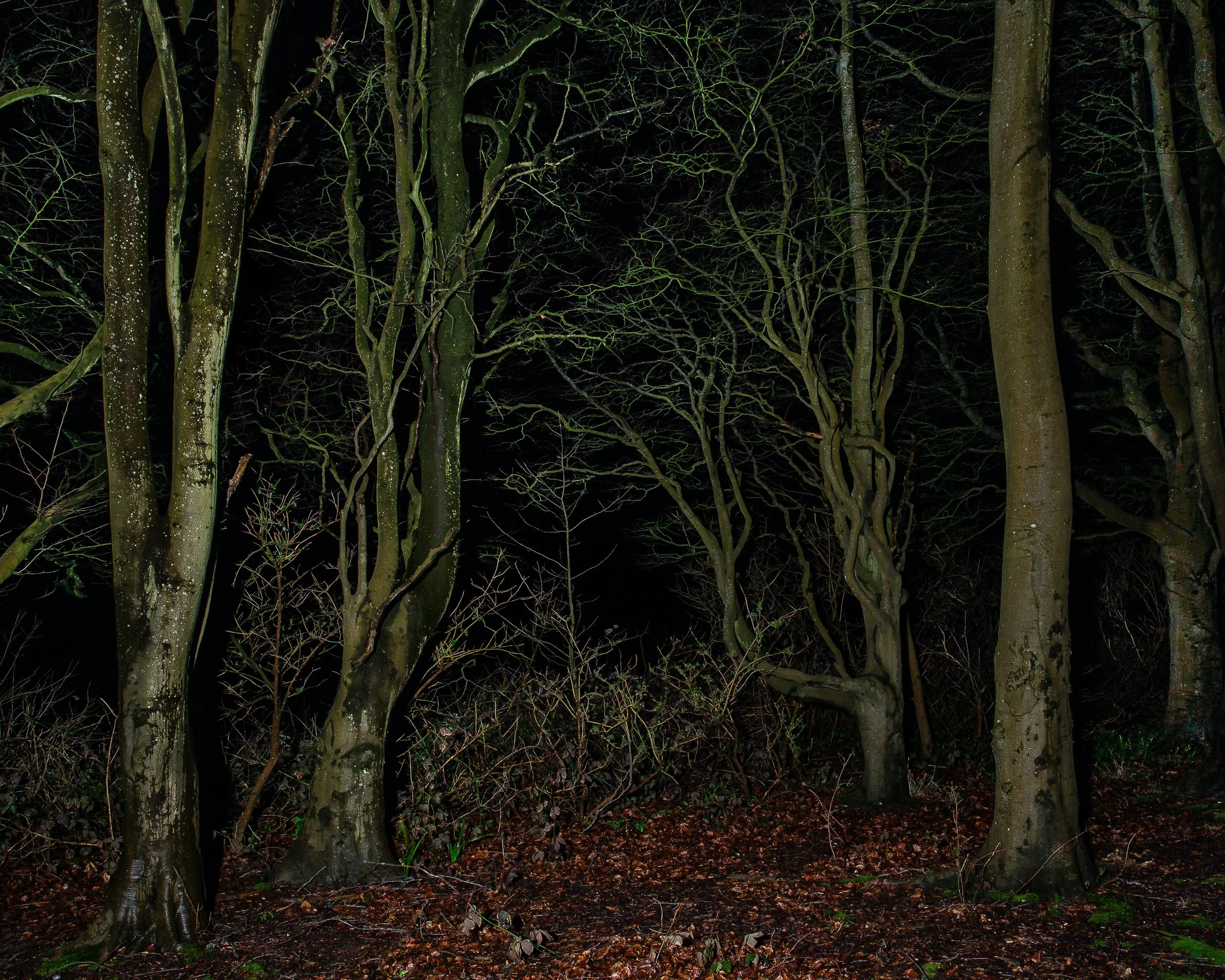 Nocturnal Forest Trees 1