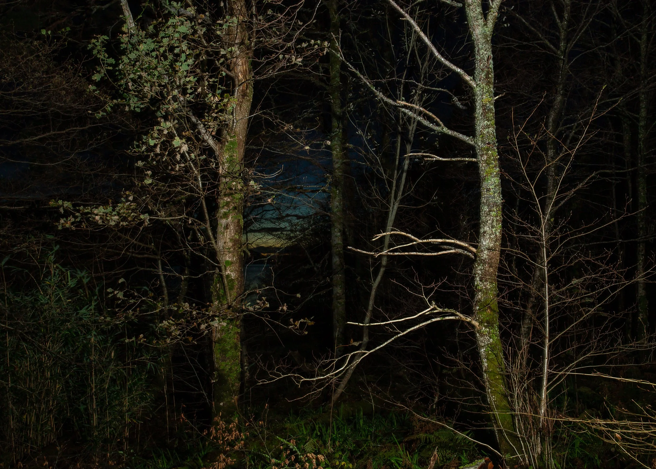 The Possibility of an Island - Trees Diorama.jpg